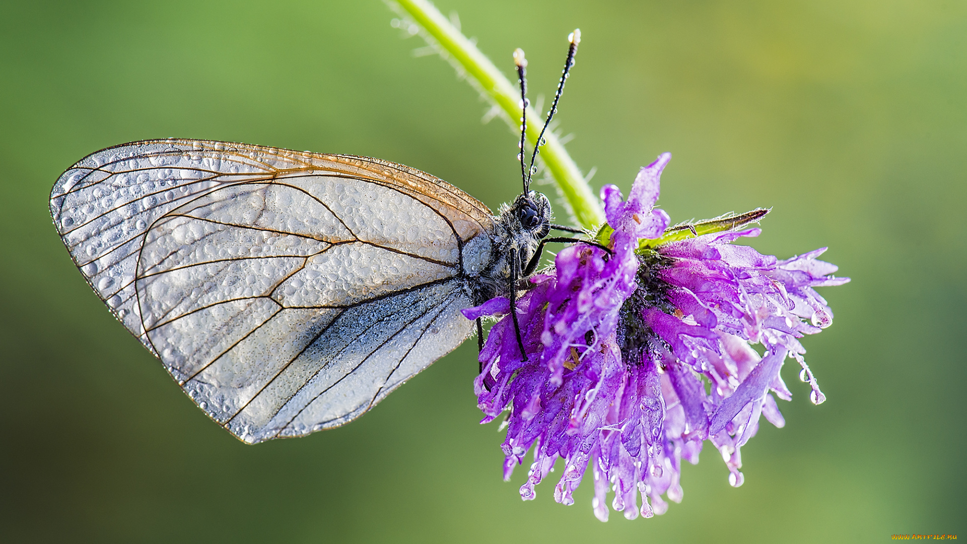 животные, бабочки, , мотыльки, , моли, капли, цветок, клевер, насекомое, бабочка