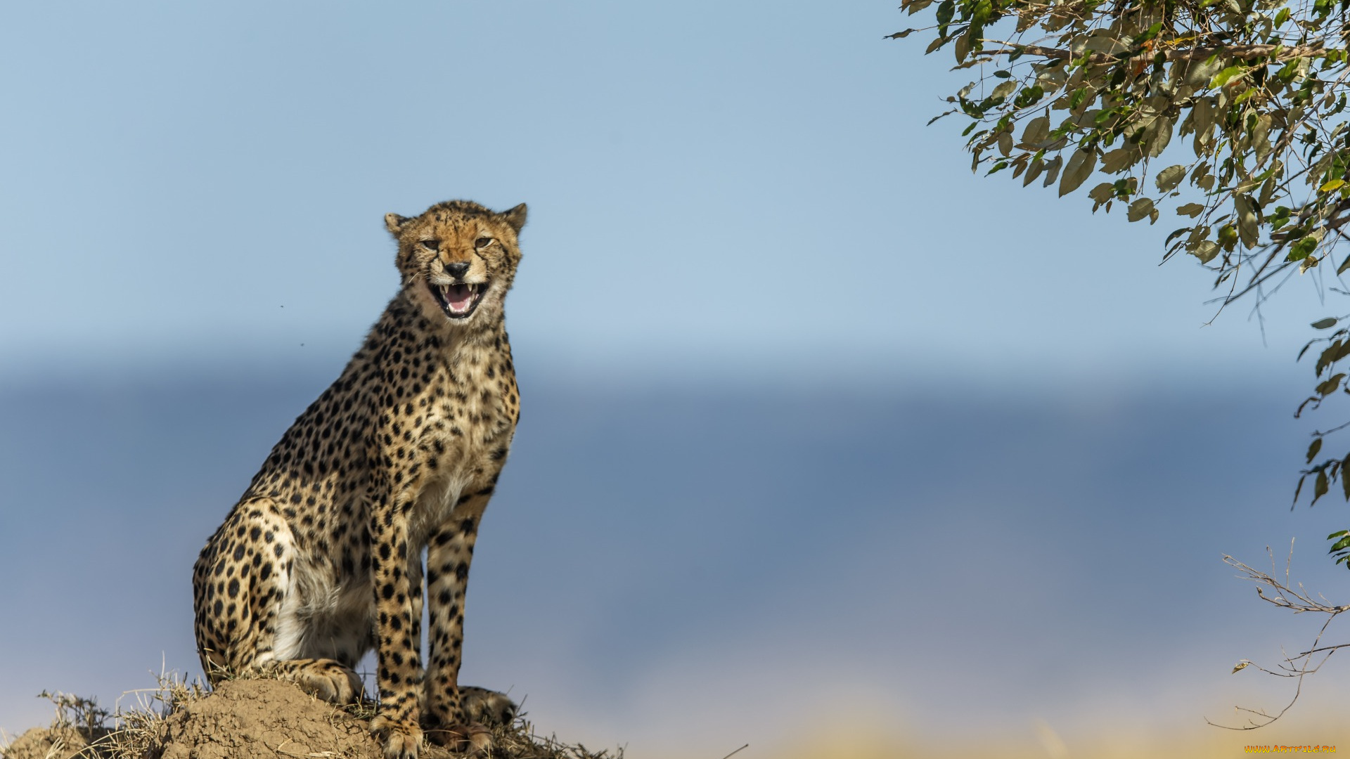 животные, гепарды, оскал, листья, земля, ветки