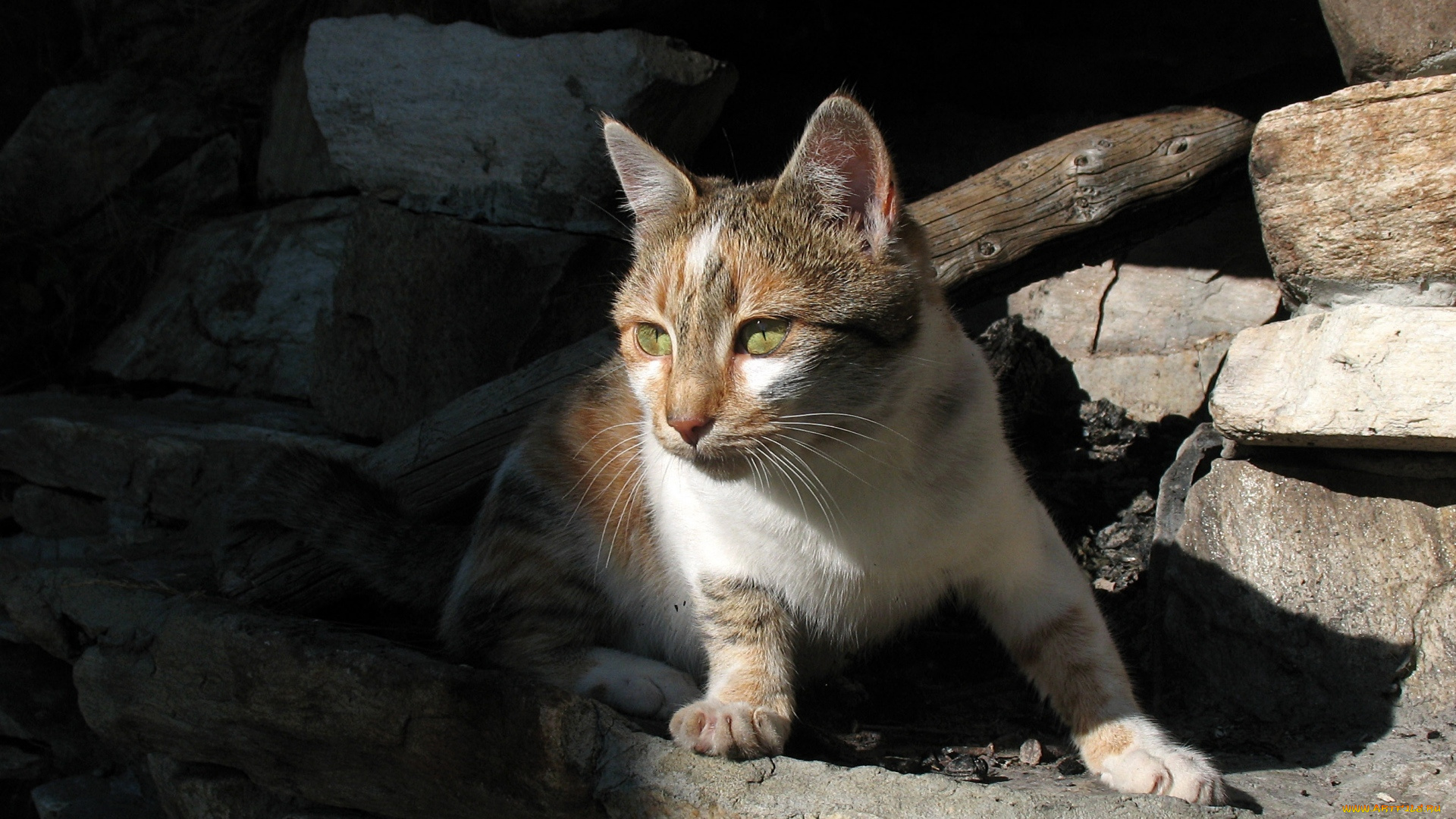 животные, коты, бревно