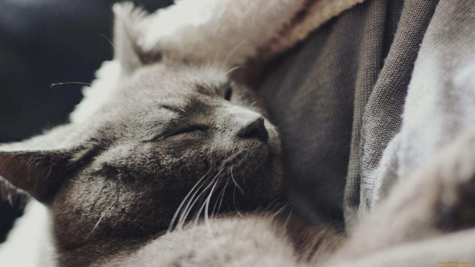 животные, коты, черно-белое, фото, отдых, морда