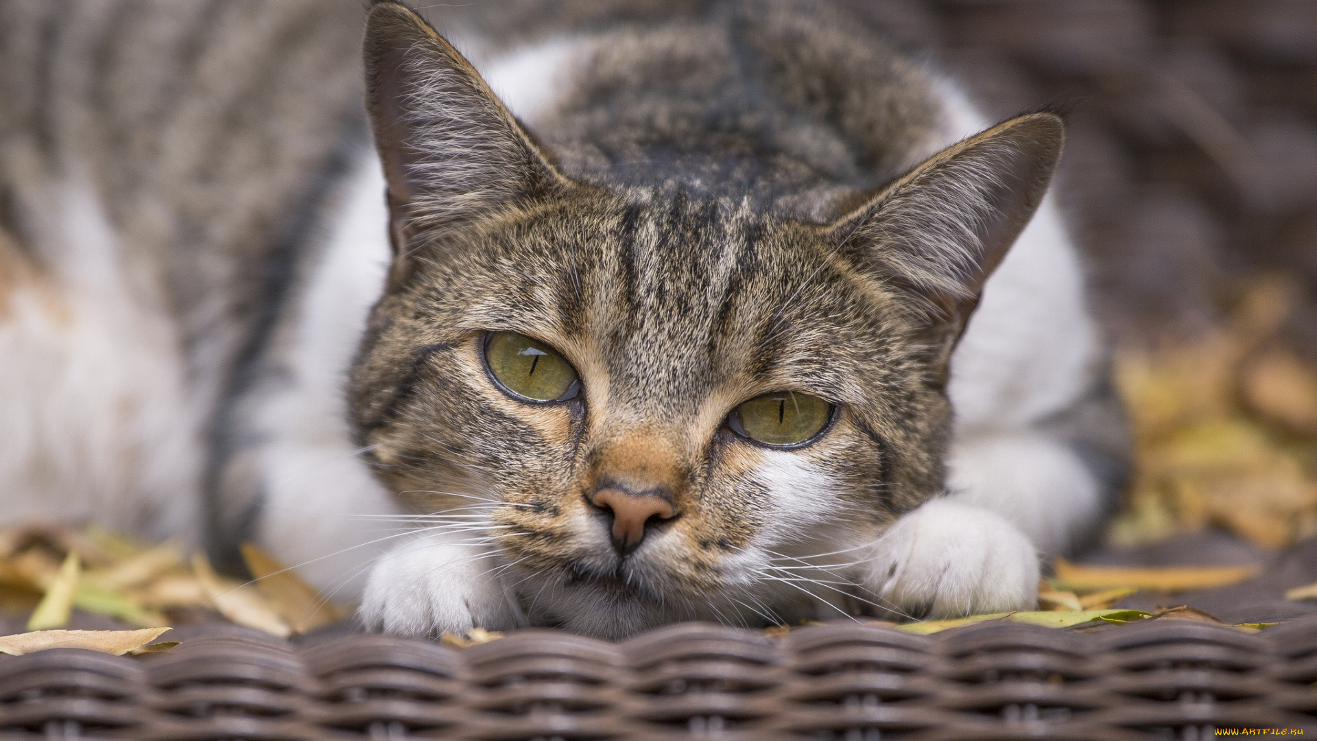 животные, коты, листья, отдых, профиль, морда