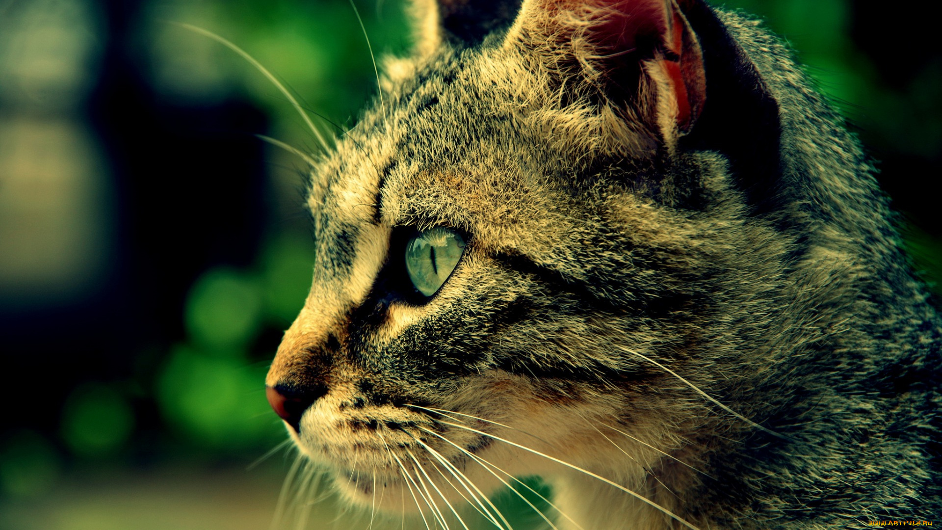 животные, коты, морда, анфас