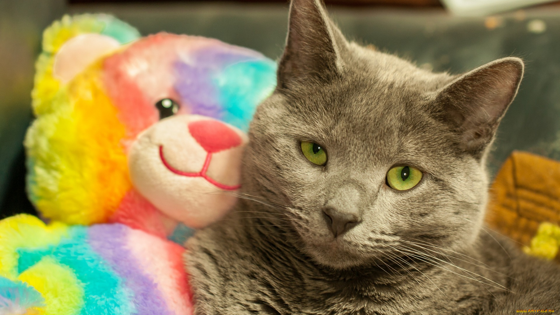 животные, коты, морда, мишка, игрушка