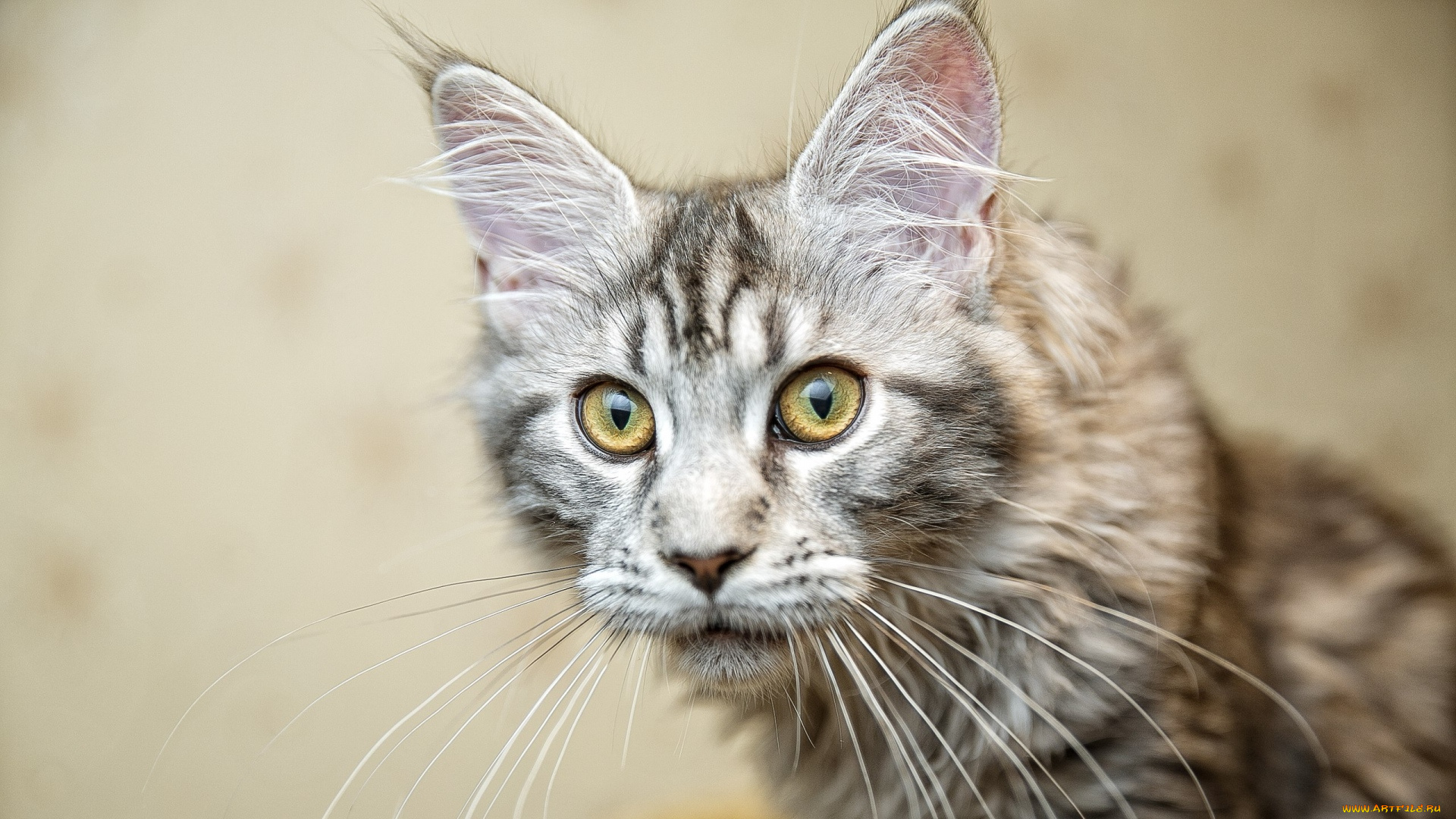 животные, коты, морда, профиль