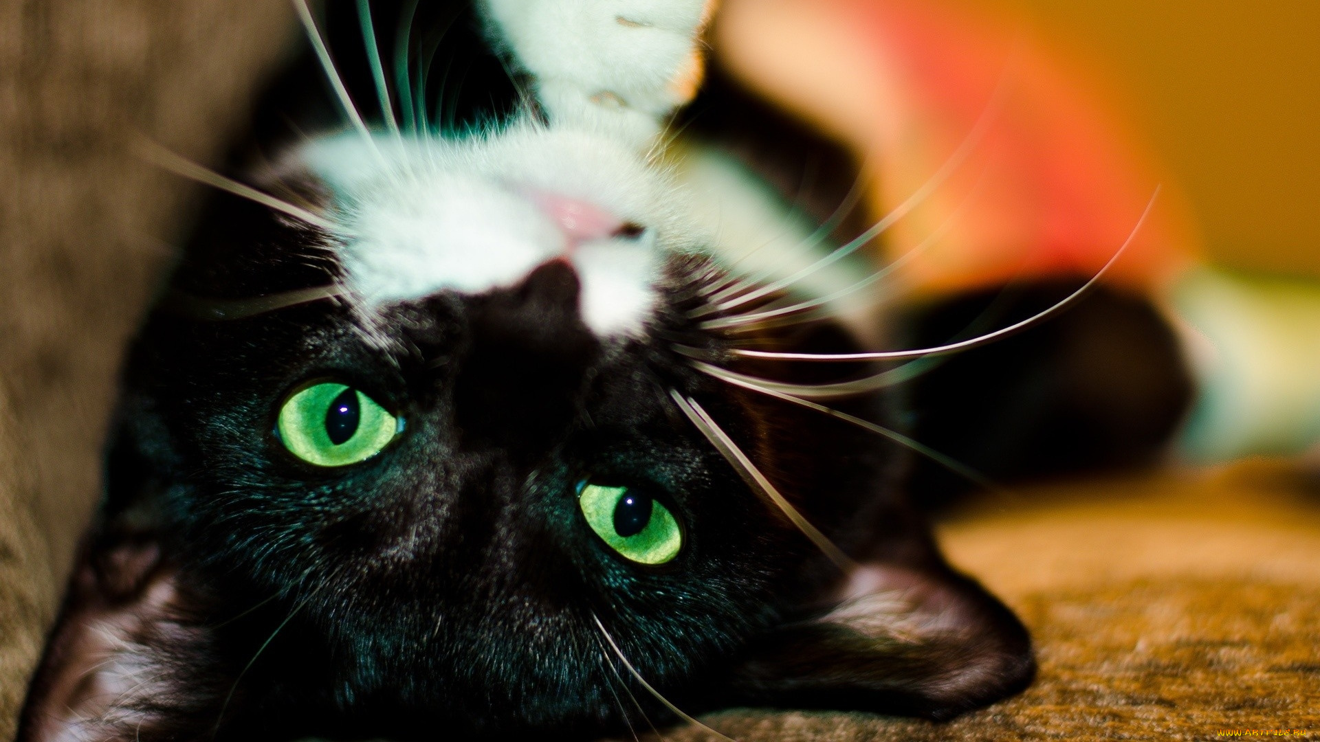 животные, коты, взгляд, морда