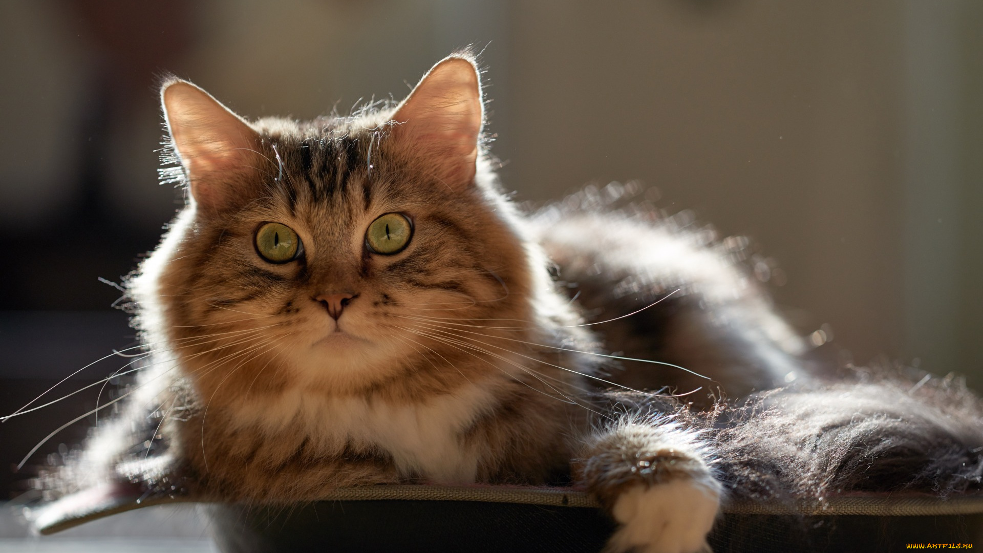 животные, коты, взгляд, профиль