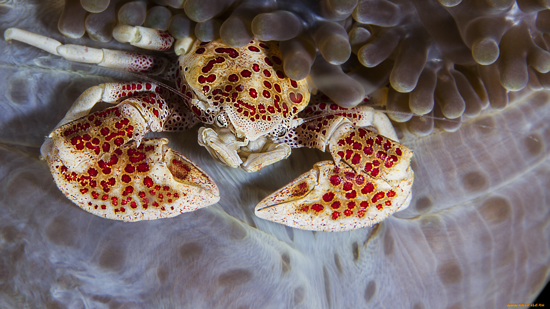 животные, крабы, , раки, подводный, мир, краб, вода