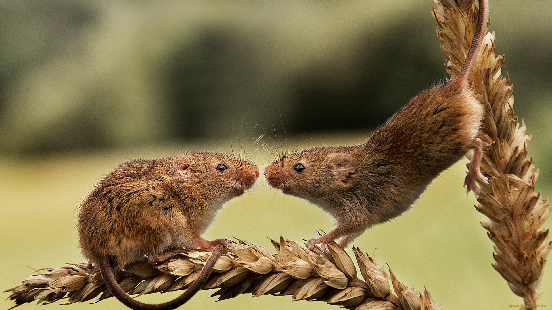 животные, крысы, , мыши, грызуны, колосья, пара, две, мышки, мышь-малютка, harvest, mouse