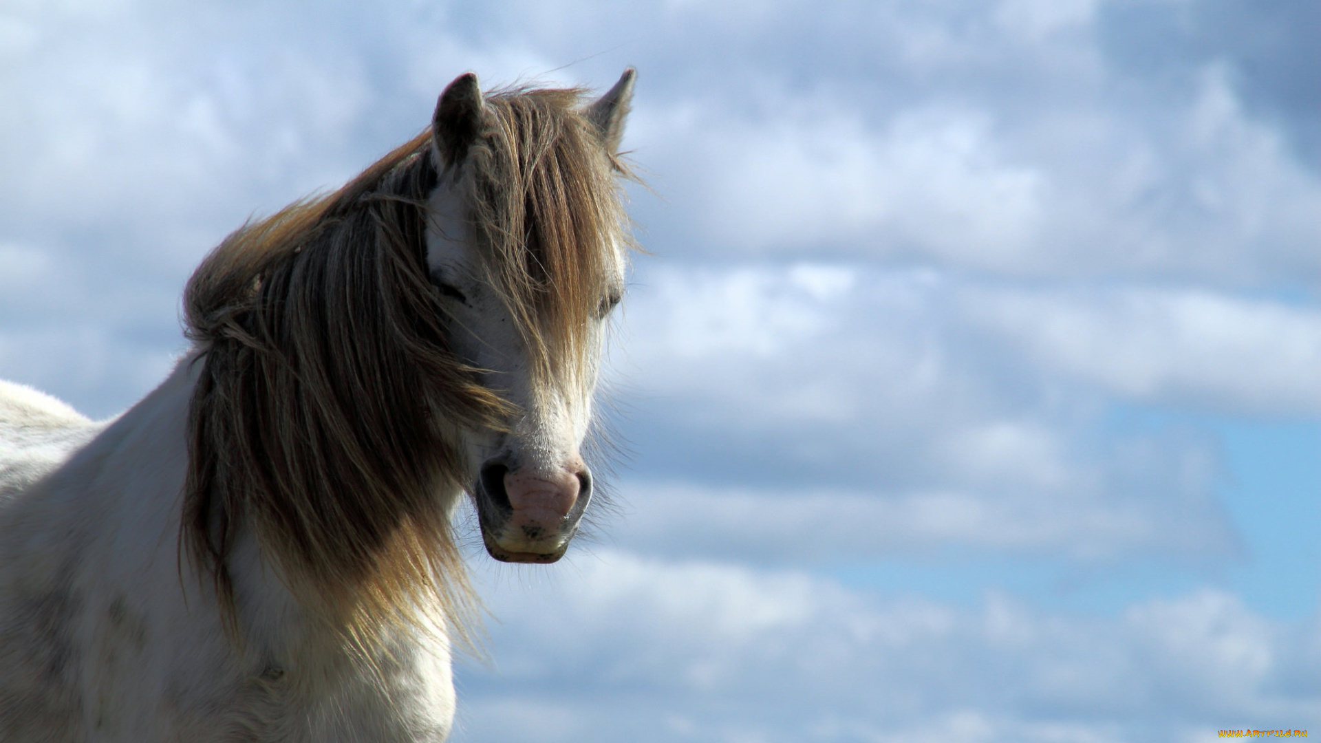 животные, лошади, небо, грива, конь