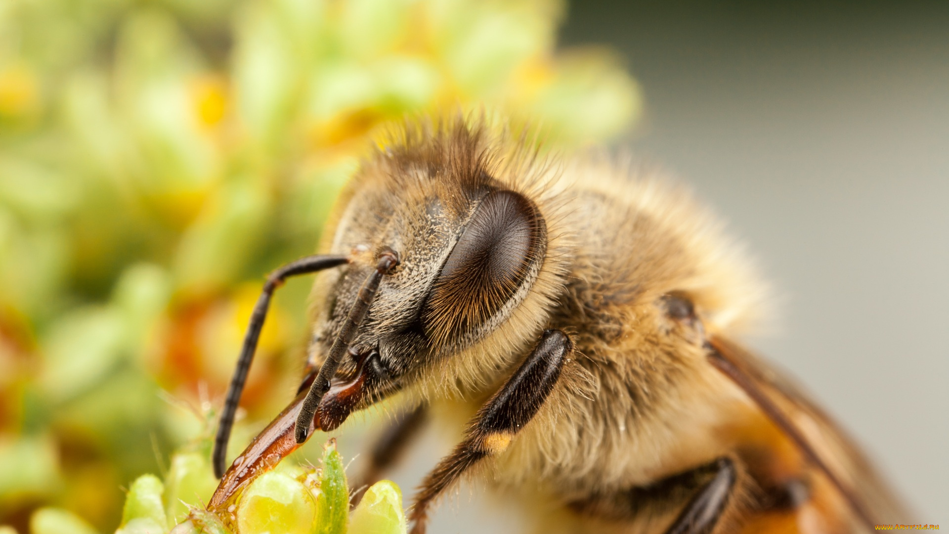 животные, пчелы, , осы, , шмели, макро, цветок