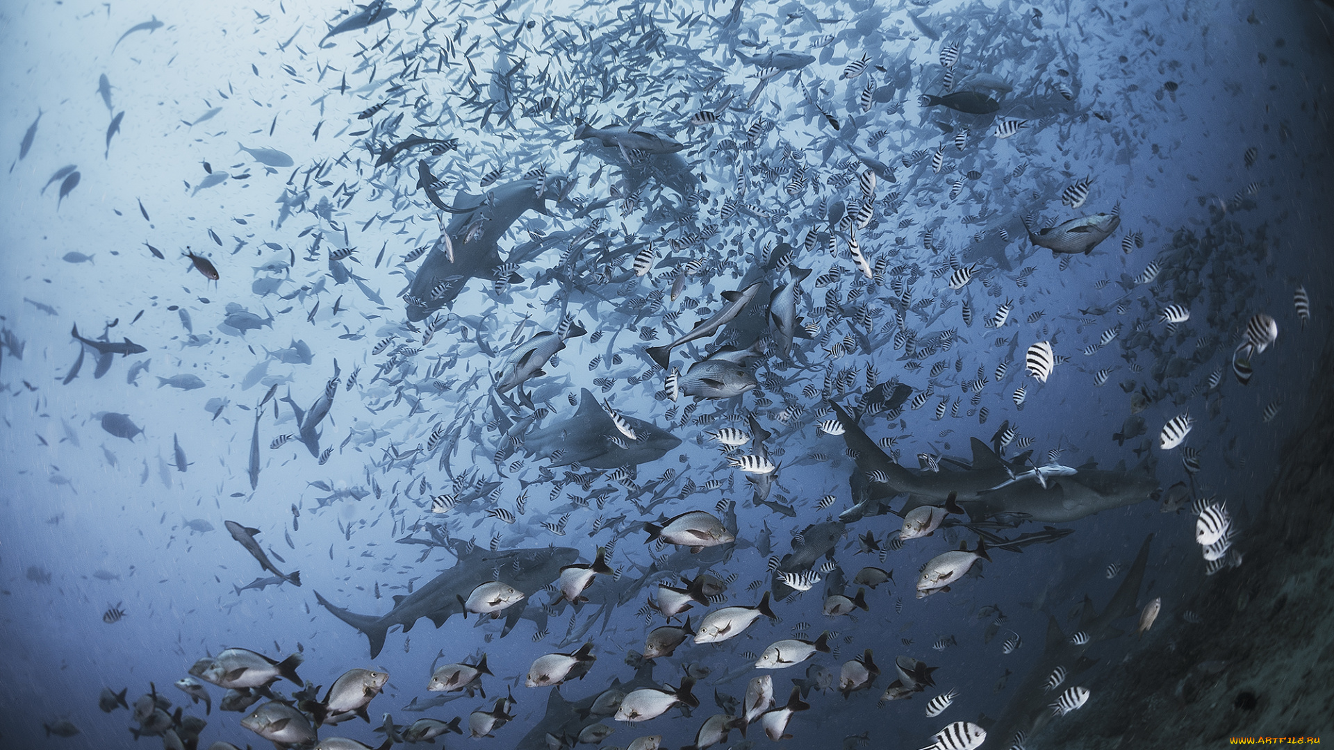 животные, разные, вместе, рыбки, подводный, мир, море, океан, акулы
