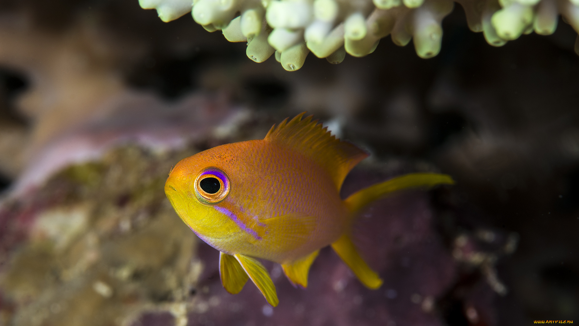 животные, рыбы, подводный, мир, море, океан