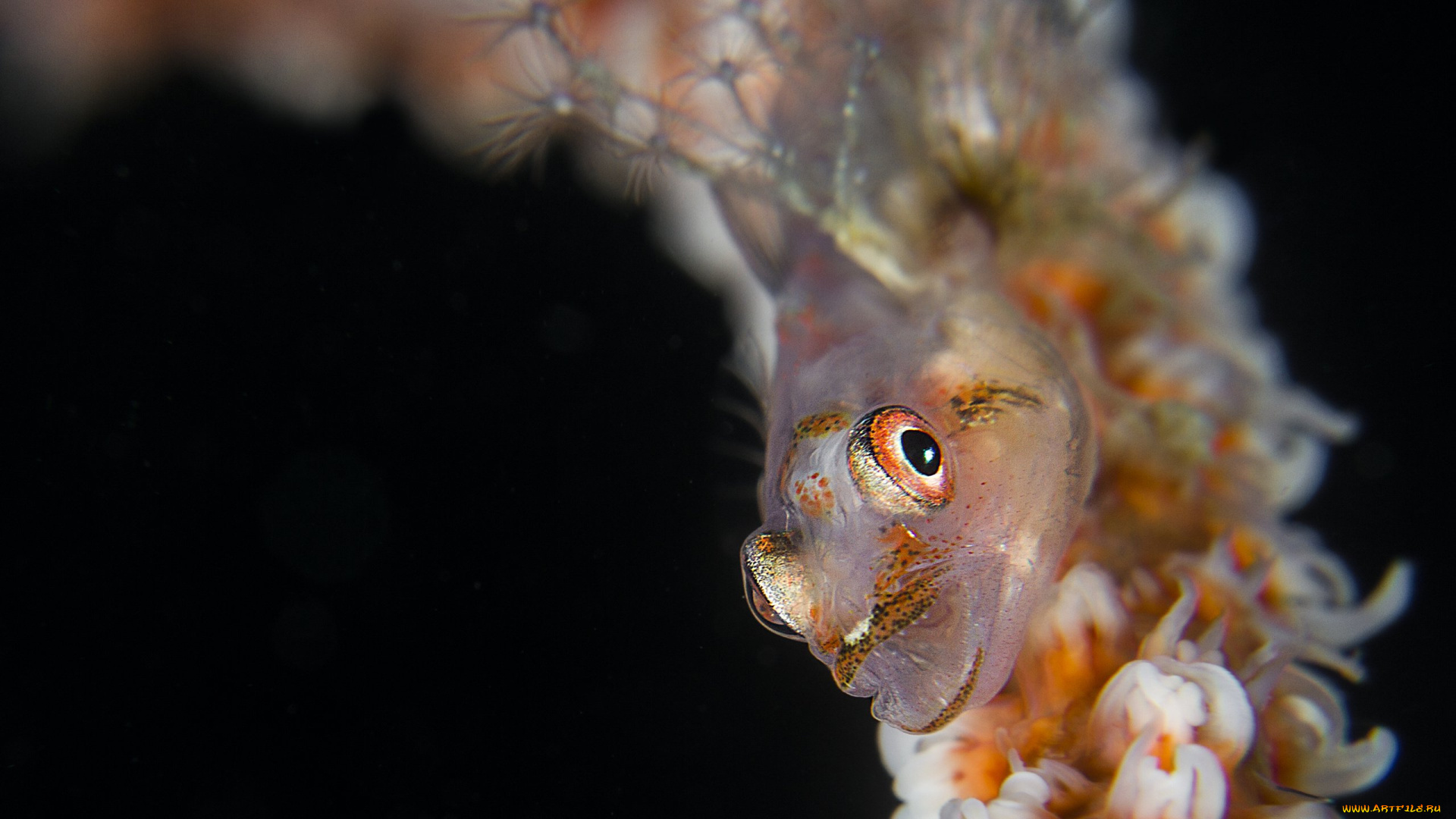 животные, рыбы, полипы, черный, фон, актинии, давиде, lopresti, актиний, подводный, мир, рыба