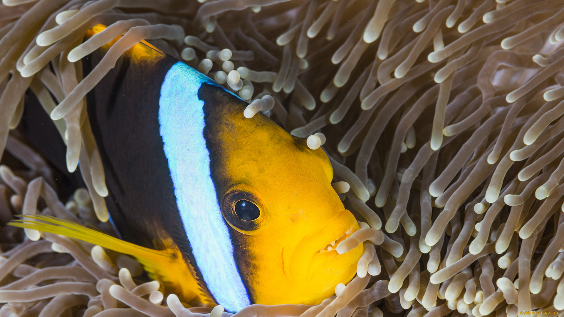 животные, рыбы, рыба-клоун, море, подводный, мир, актиния, океан