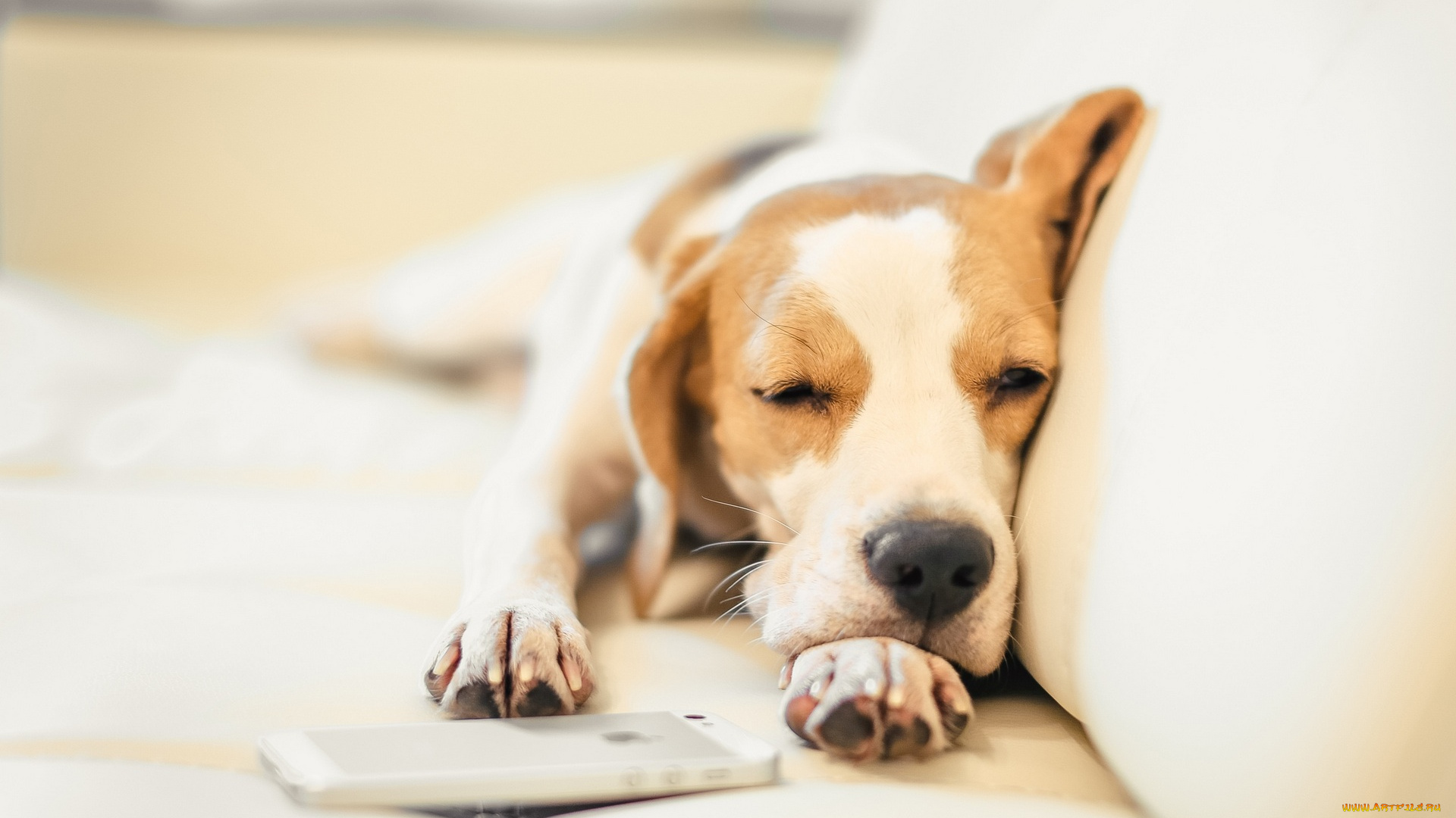 животные, собаки, диван, мобильник
