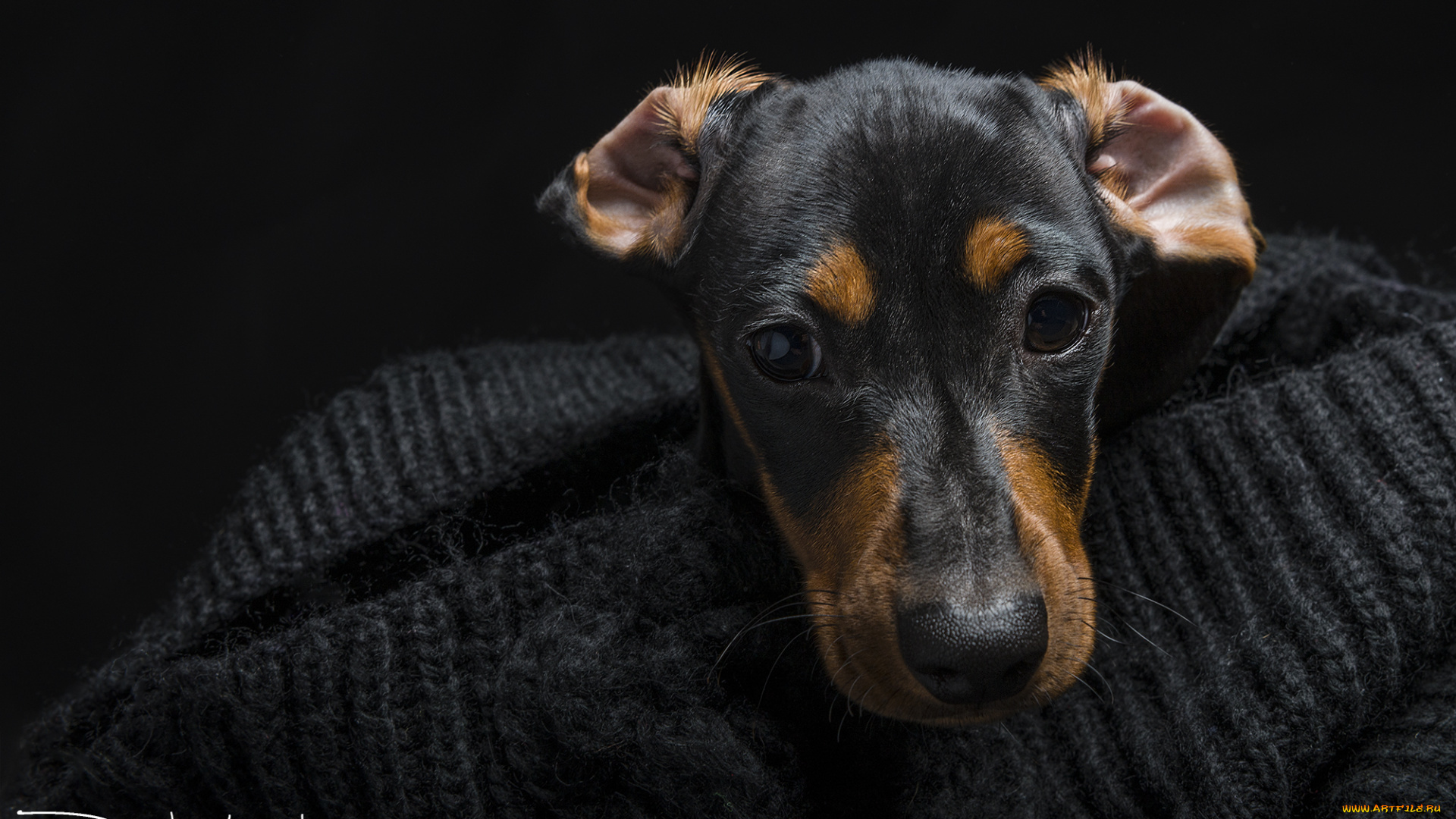 животные, собаки, глаза, морда, взгляд, такса, собака