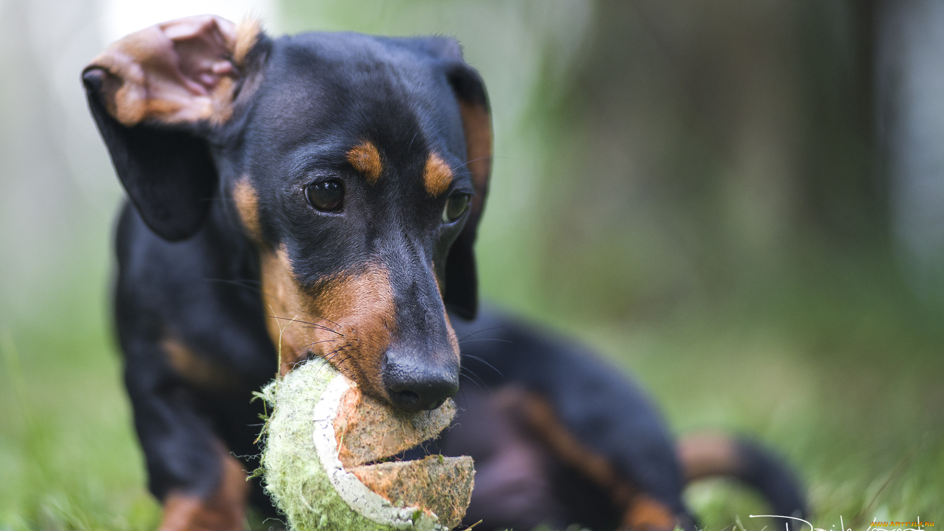 животные, собаки, глаза, такса, трава, шар, собака, взгляд, морда