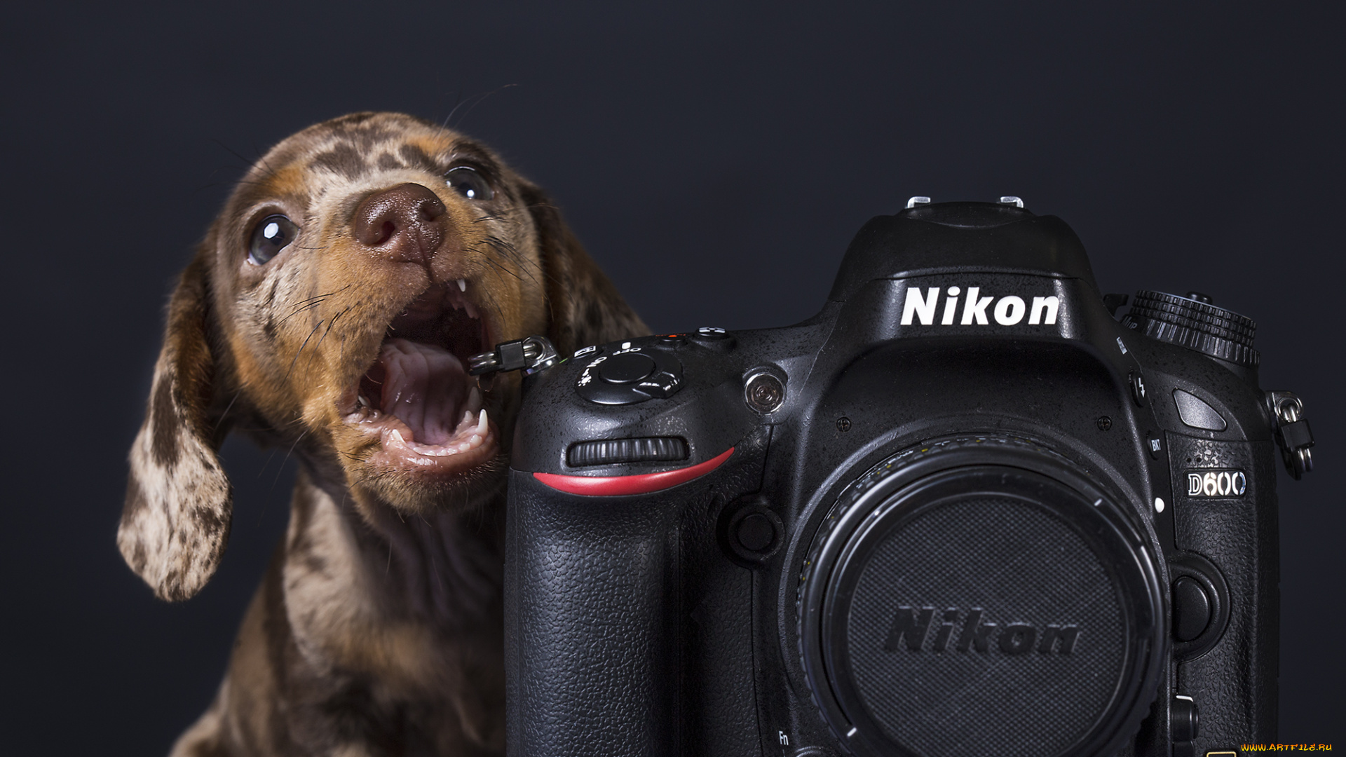 животные, собаки, щенок, камера, собака, никон, такса