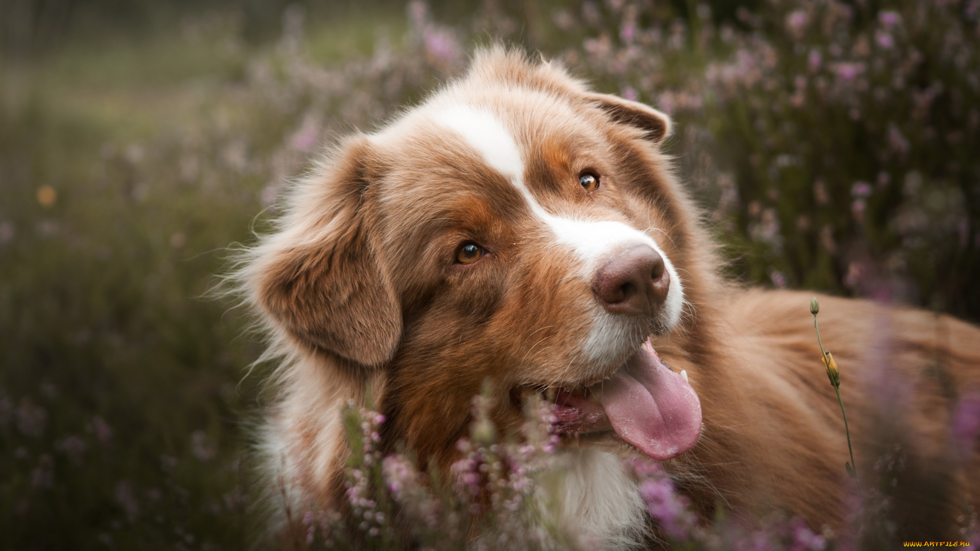 животные, собаки, язык, вереск, аусси, австралийская, овчарка, морда, собака, боке