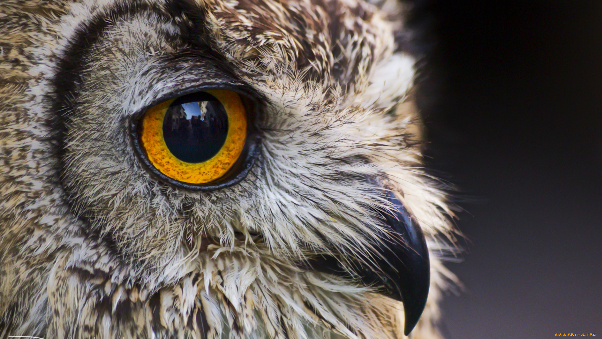 животные, совы, птица, окрас, перья, сова