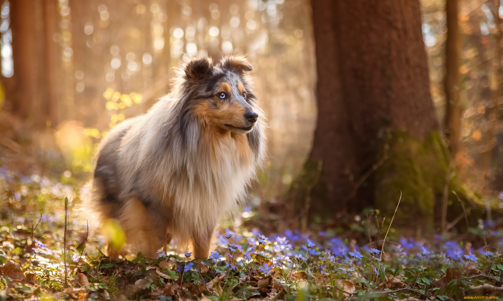 животные, собаки, весна, собака, лес, шелти, цветы, природа