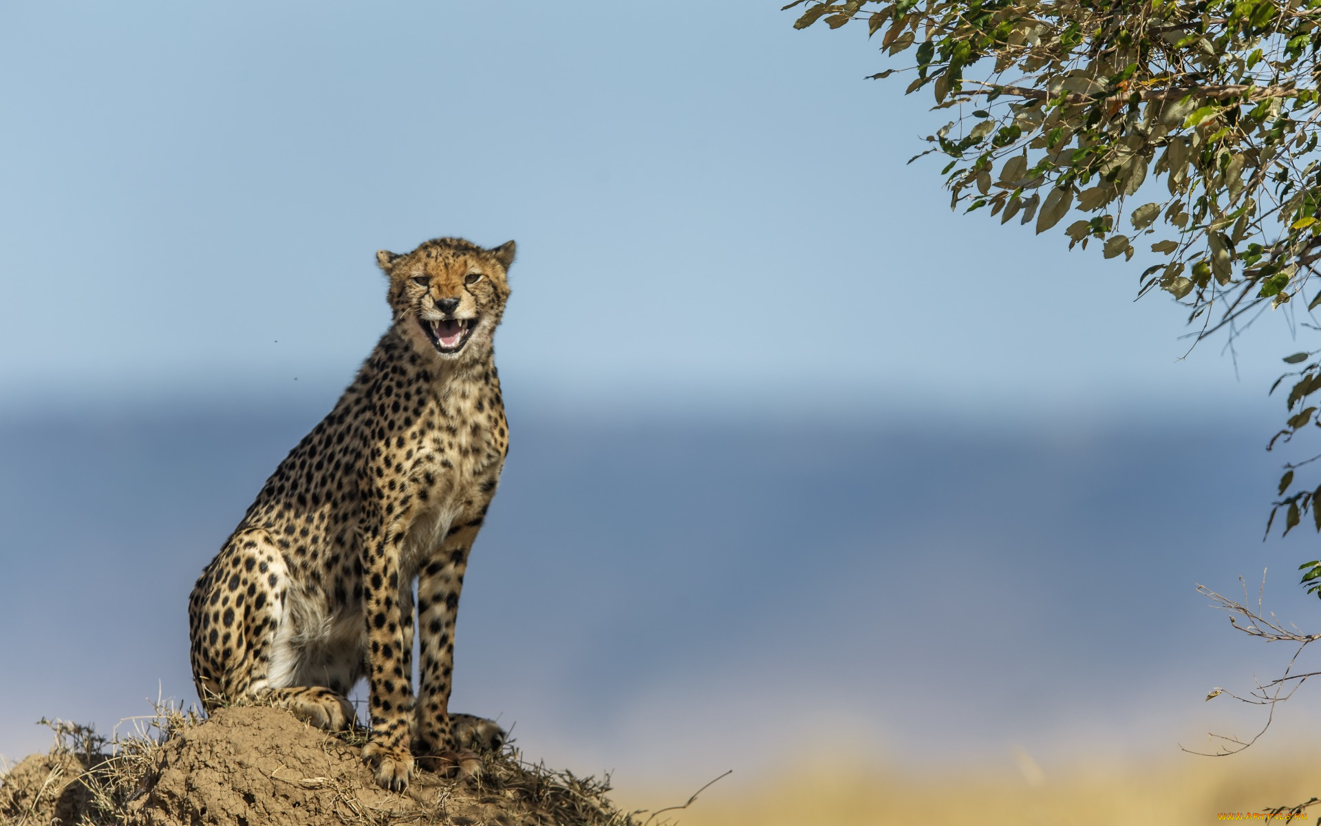 животные, гепарды, оскал, листья, земля, ветки