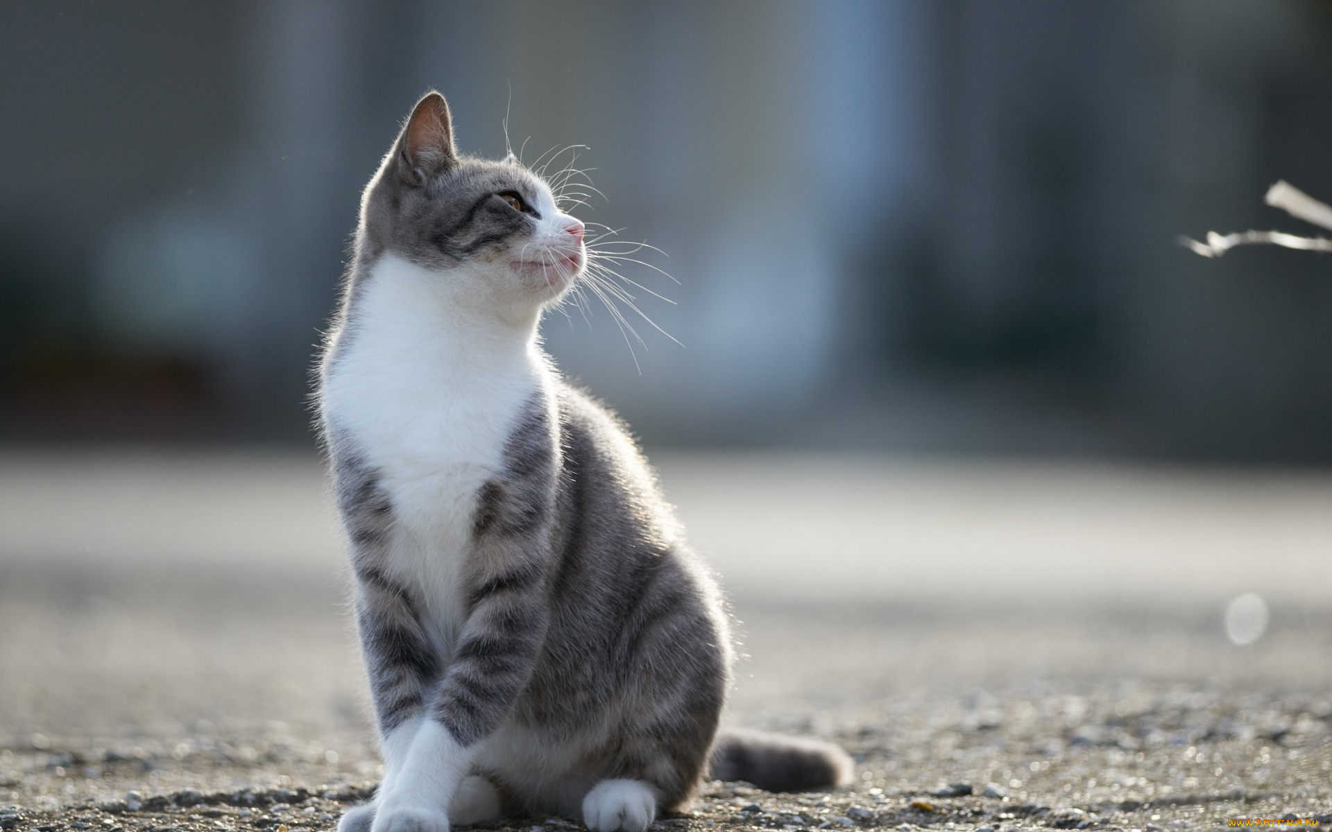 животные, коты, анфас