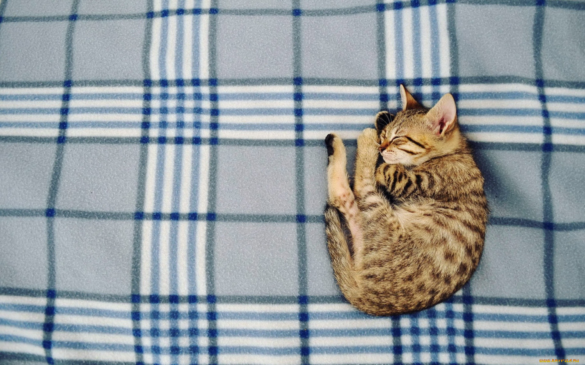 животные, коты, плед