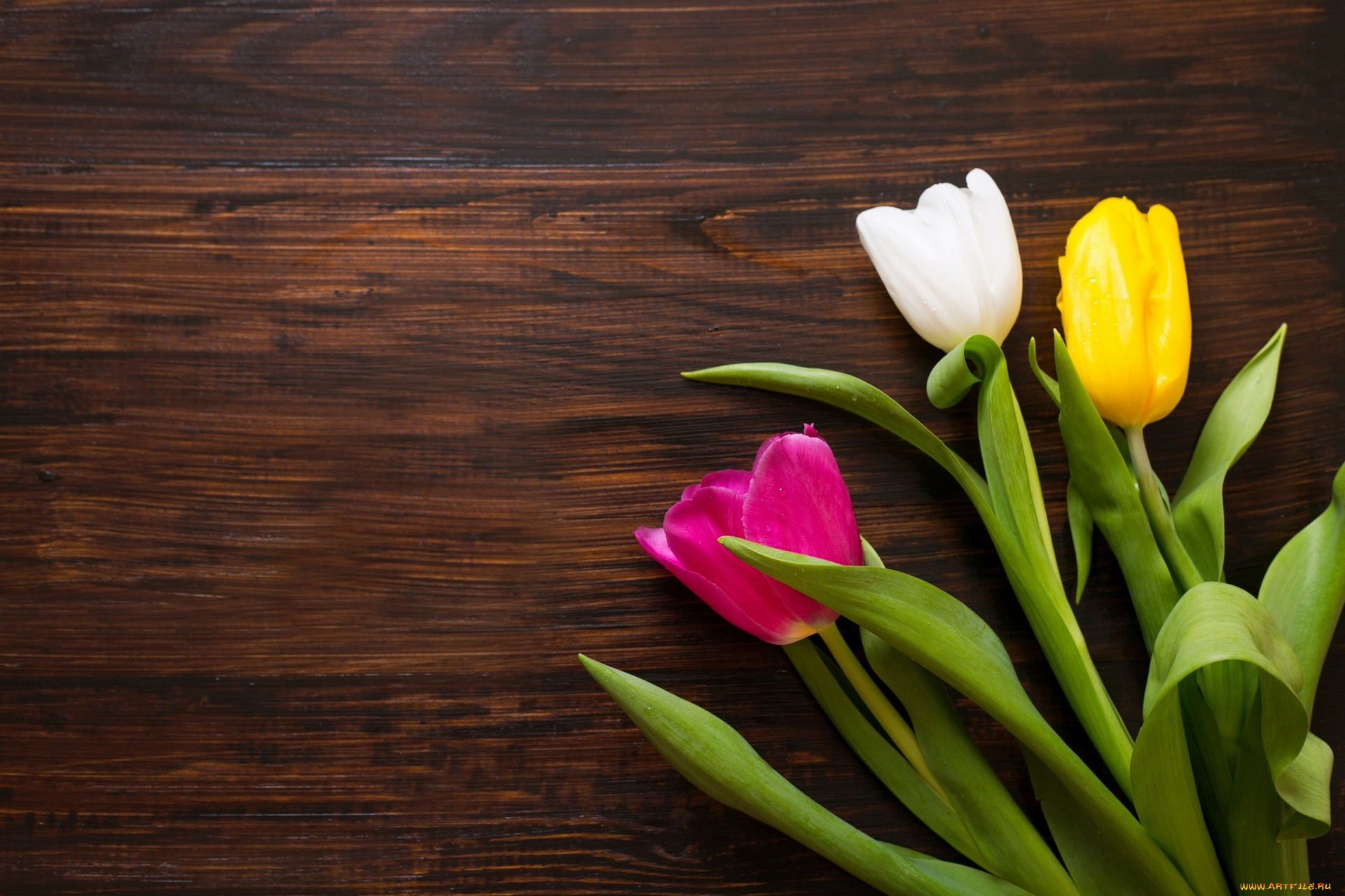 цветы, тюльпаны, разноцветные