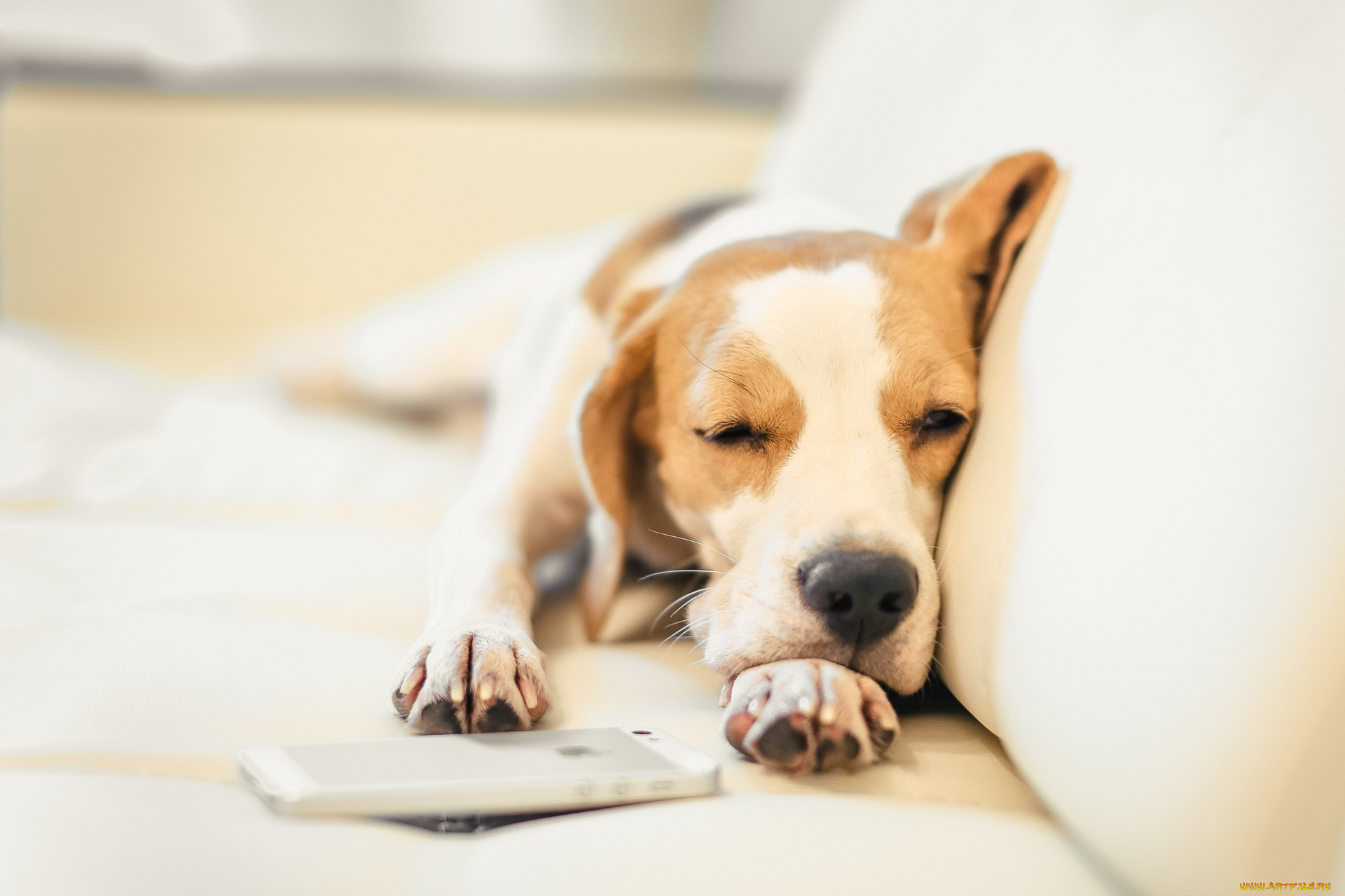 животные, собаки, диван, мобильник