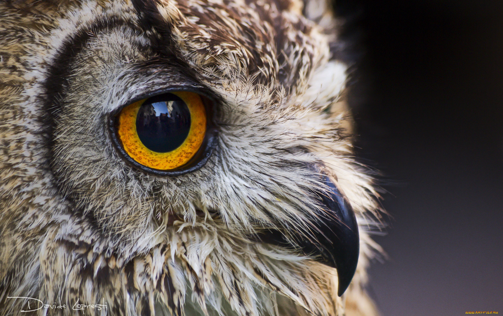 животные, совы, птица, окрас, перья, сова