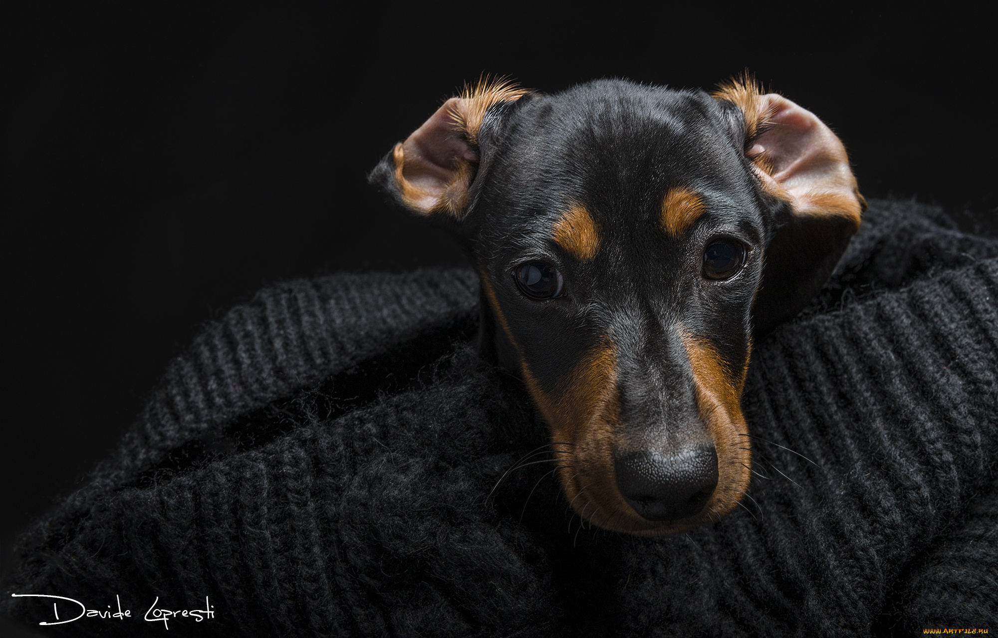 животные, собаки, глаза, морда, взгляд, такса, собака