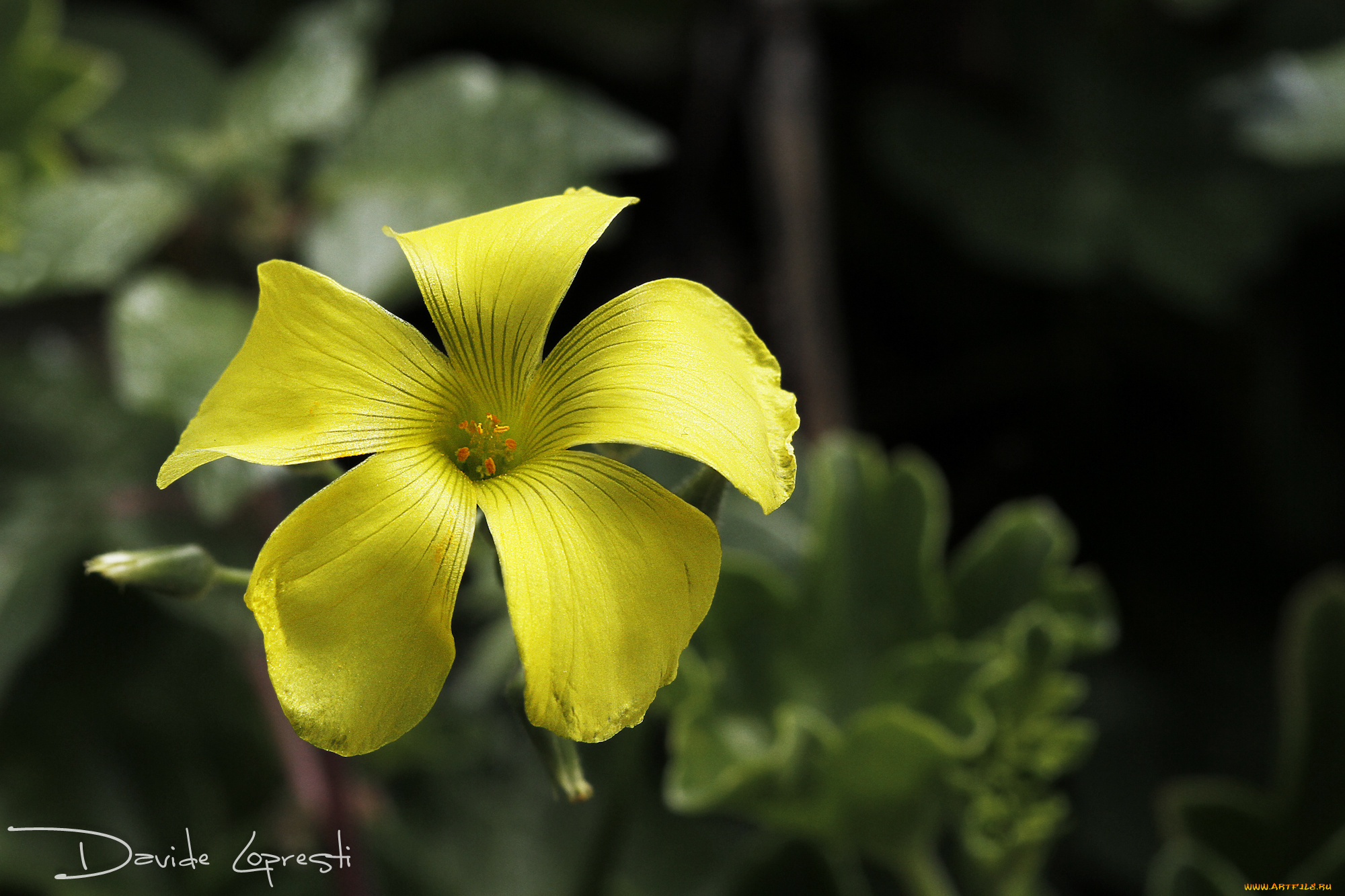 цветы, фон, листья, природа, цветок, лепестки, желтый, кислица