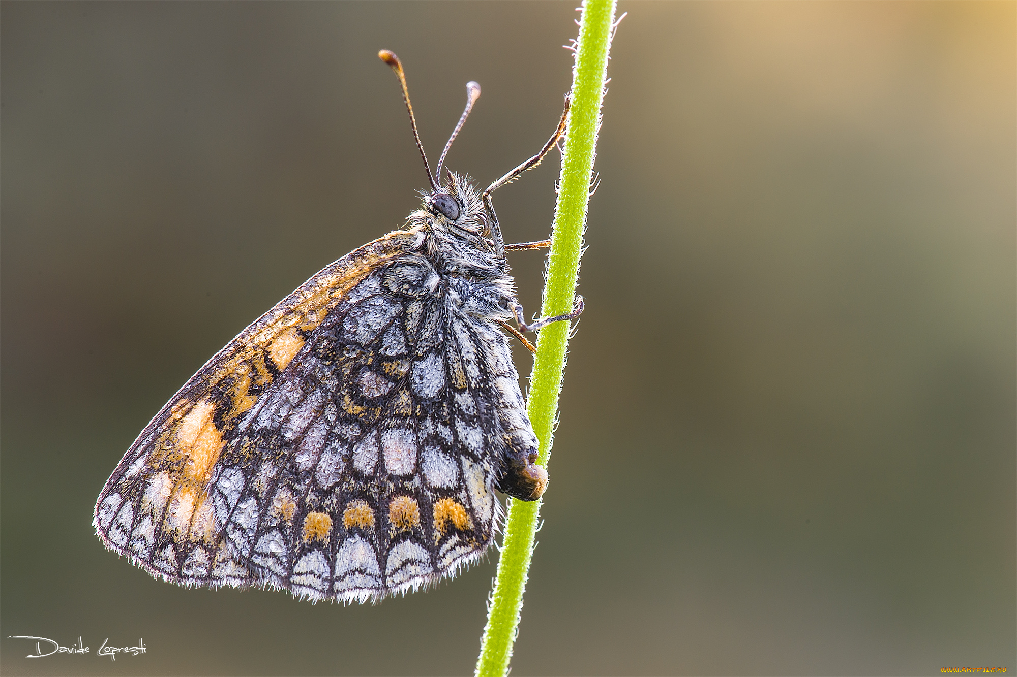 животные, бабочки, , мотыльки, , моли, фон, природа, давиде, стебель, насекомое, бабочка
