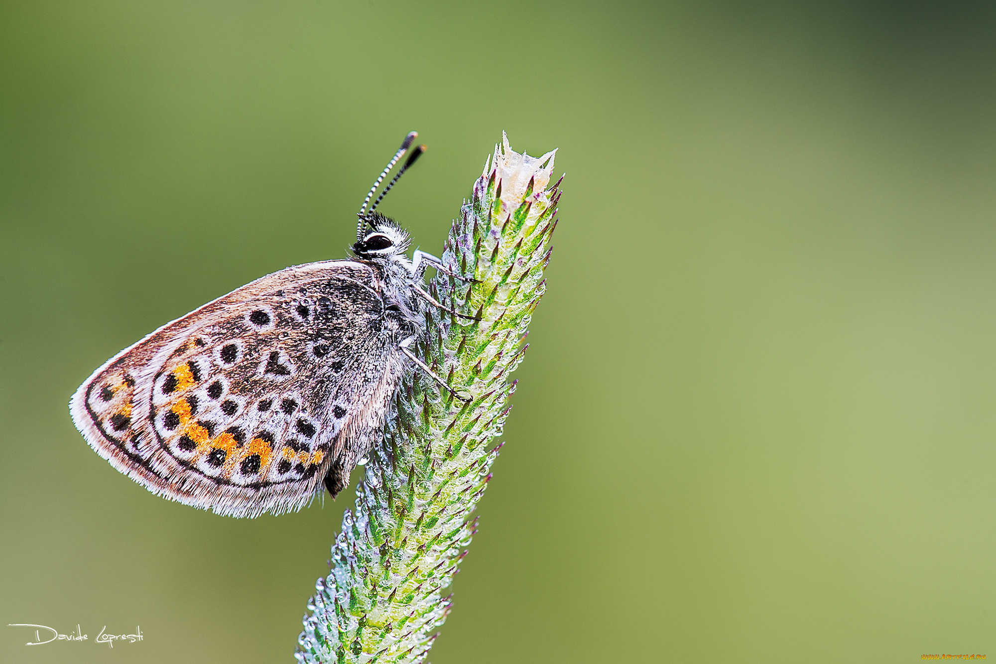 животные, бабочки, , мотыльки, , моли, насекомое, растения, природа, бабочка, фон