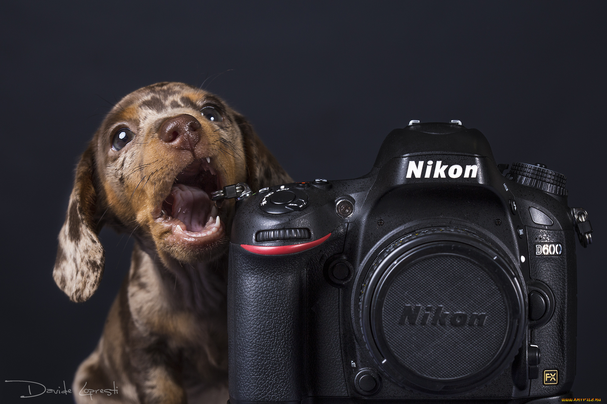 животные, собаки, щенок, камера, собака, никон, такса