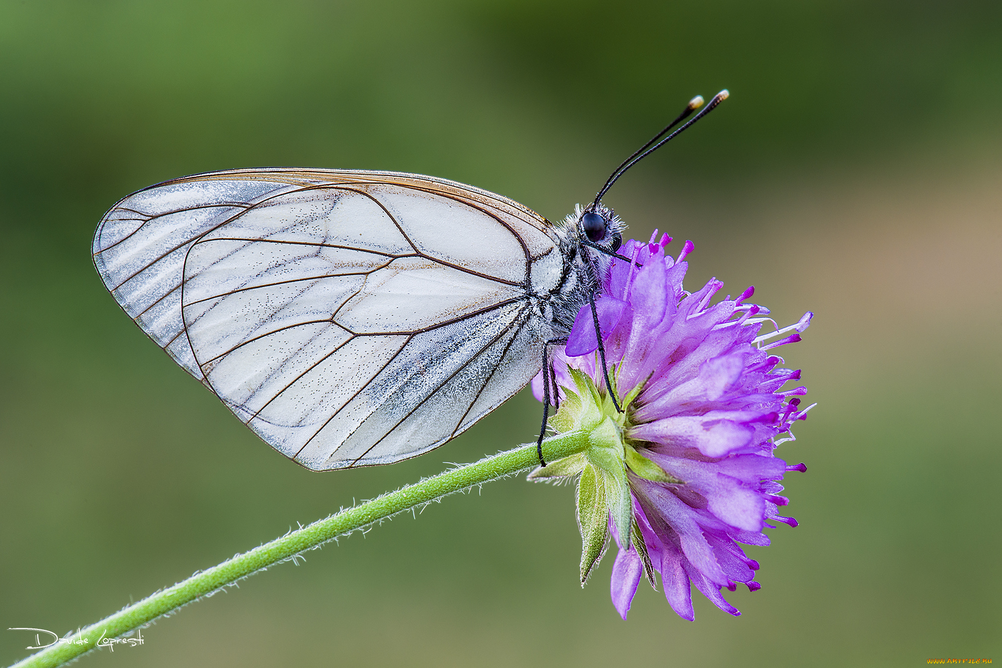 животные, бабочки, , мотыльки, , моли, давиде, бабочка, цветок, насекомое