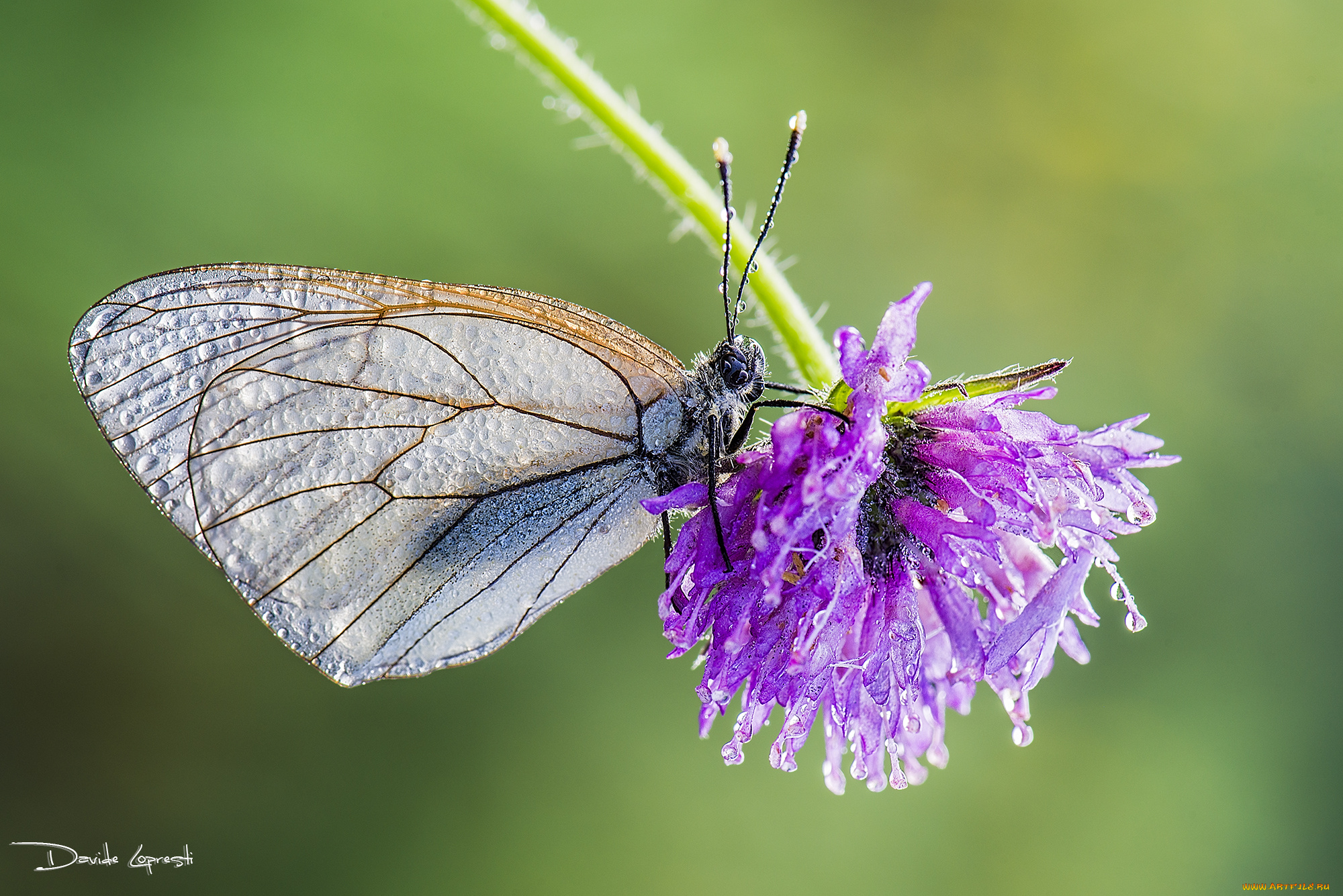 животные, бабочки, , мотыльки, , моли, капли, цветок, клевер, насекомое, бабочка