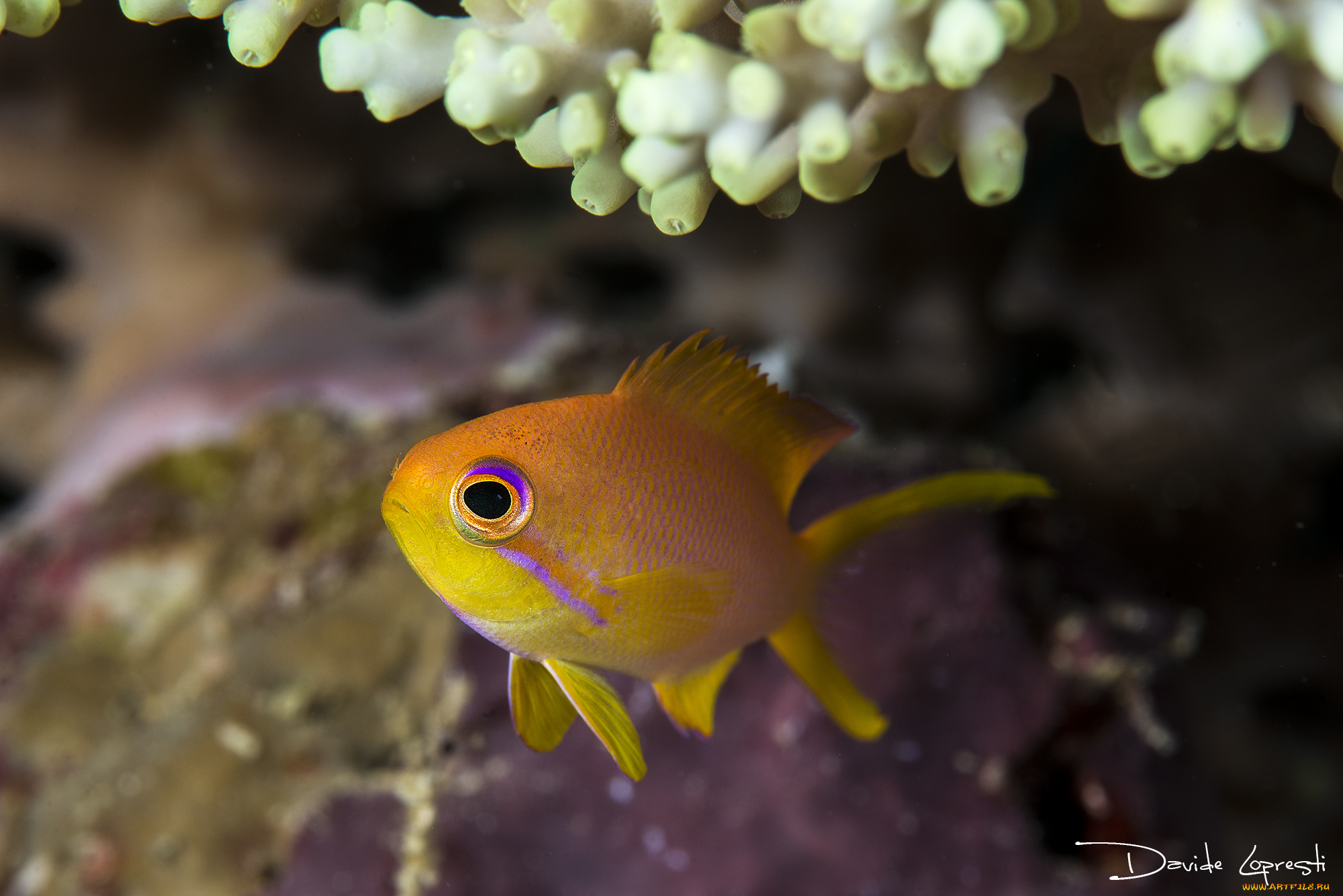 животные, рыбы, подводный, мир, море, океан