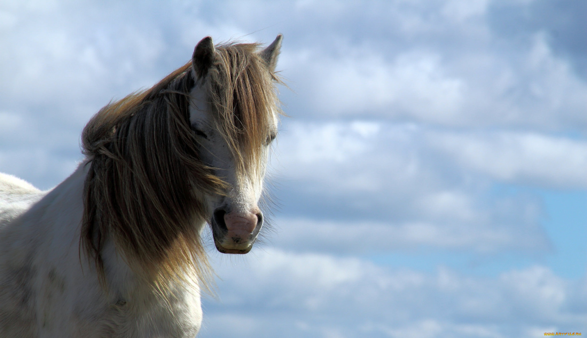животные, лошади, небо, грива, конь