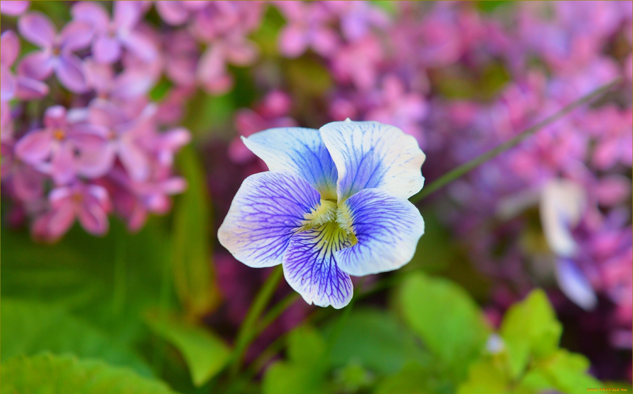 цветы, герань, весна, цветок, сирень