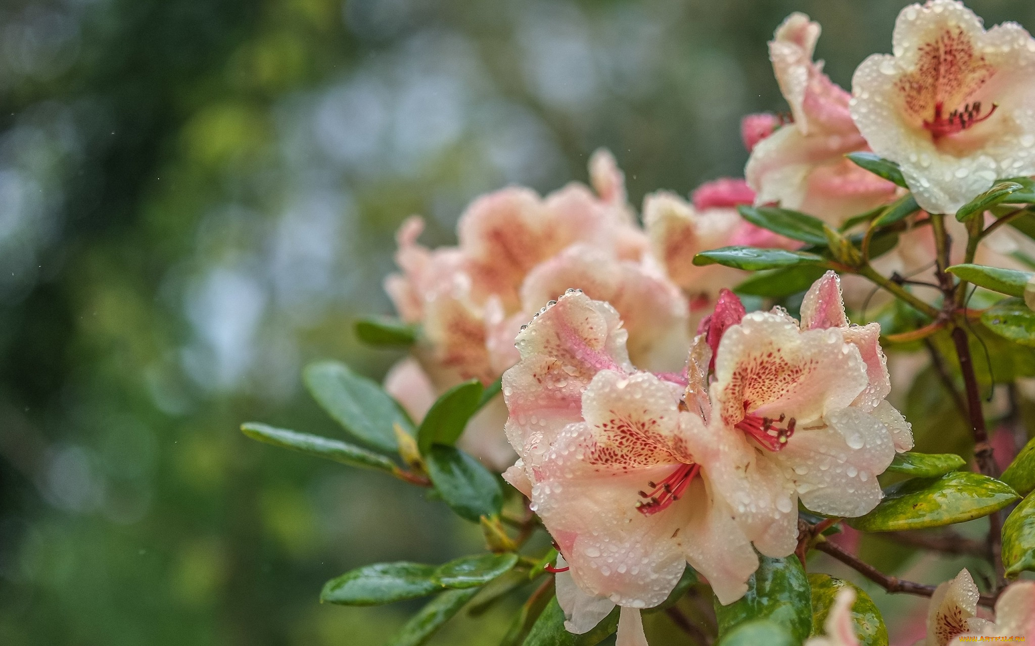 цветы, рододендроны, , азалии, рододендрон, азалия, капли, вода