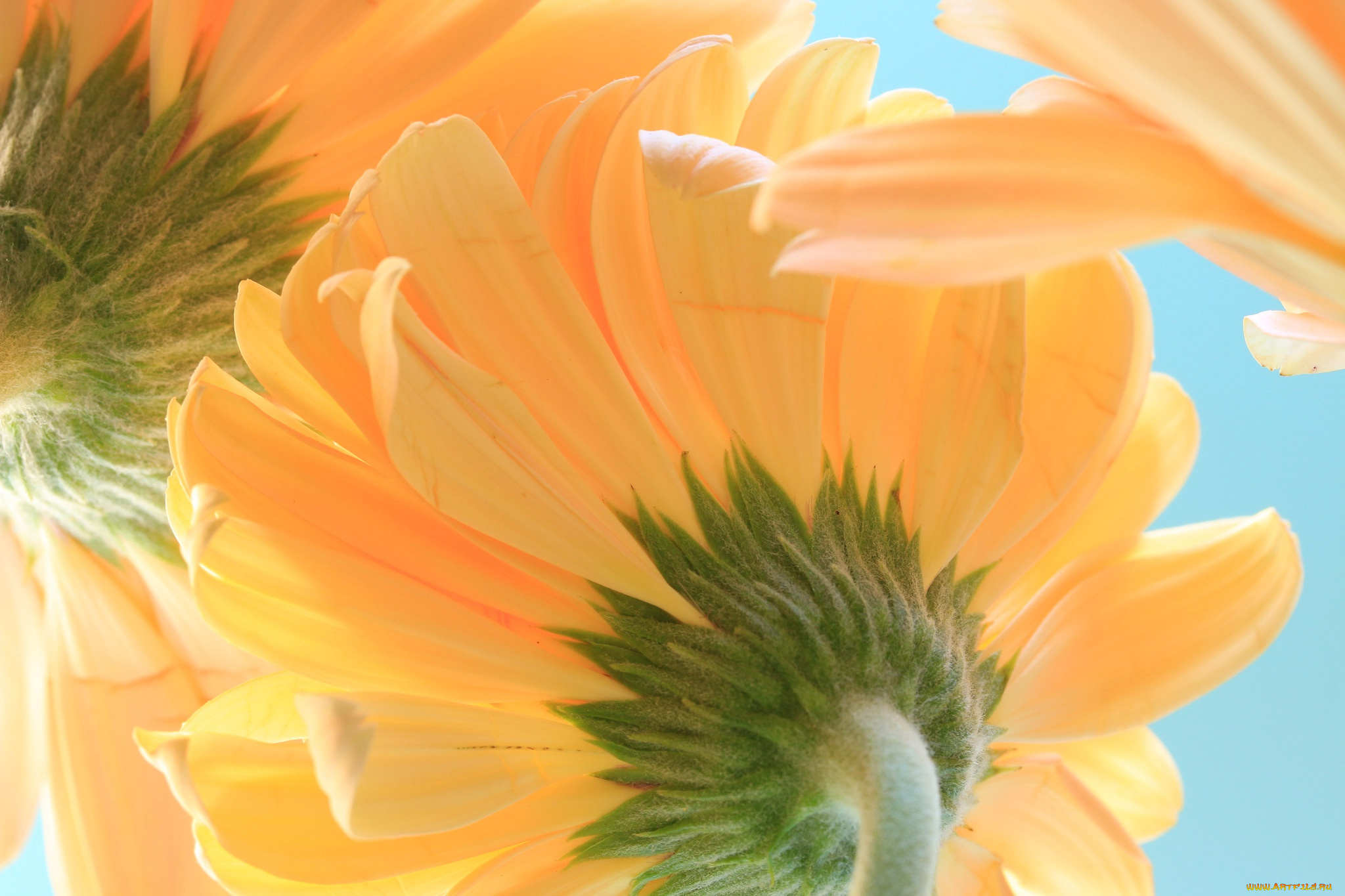 цветы, герберы, лепестки, макро, гербера, небо