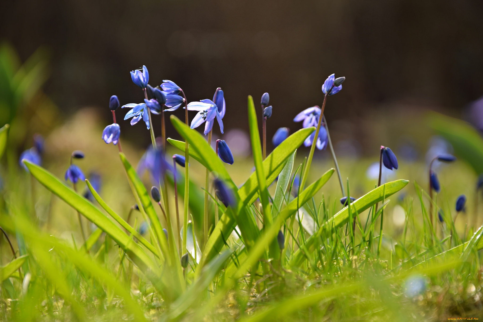 цветы, подснежники, , белоцветники, , пролески, шилла, боке, весна