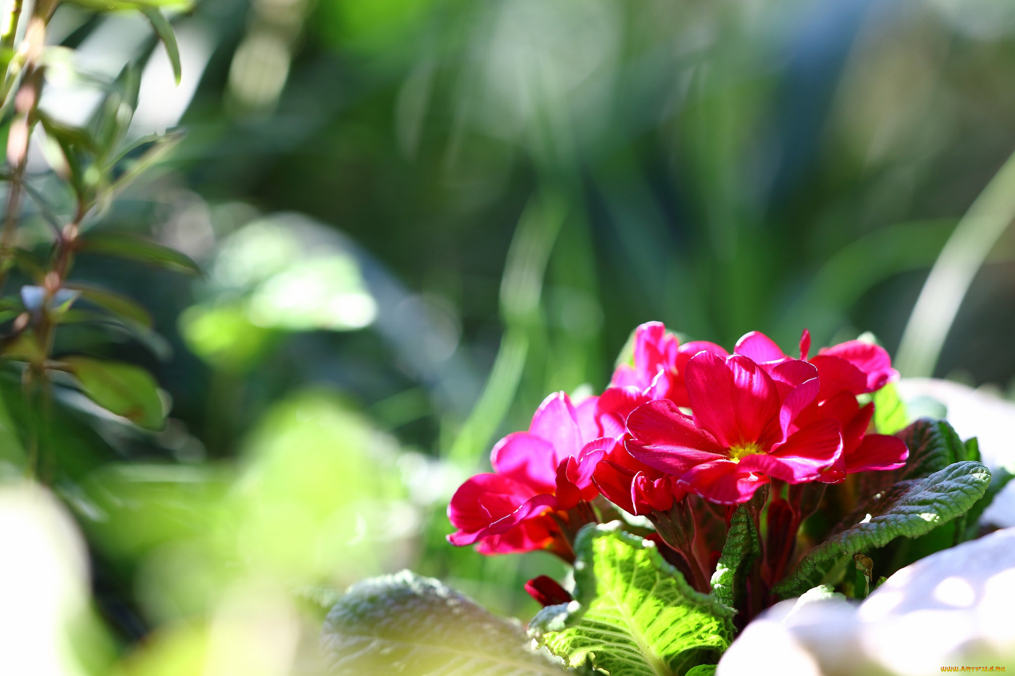 цветы, примулы, первоцвет, весна, макро