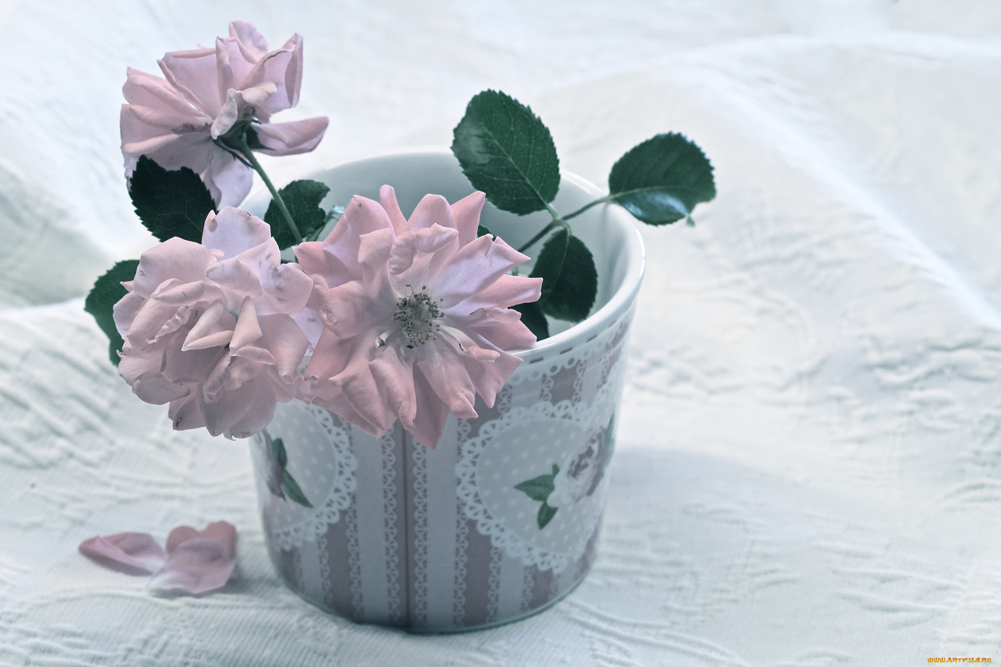 цветы, розы, лепестки