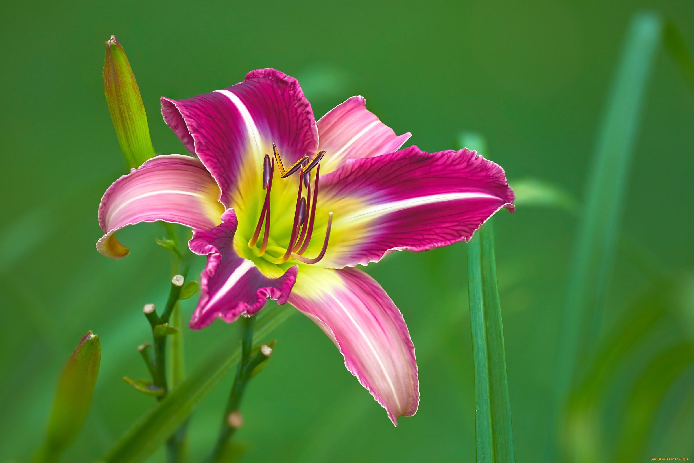 цветы, лилии, , лилейники, лилейник, бутоны, боке, лепестки, макро