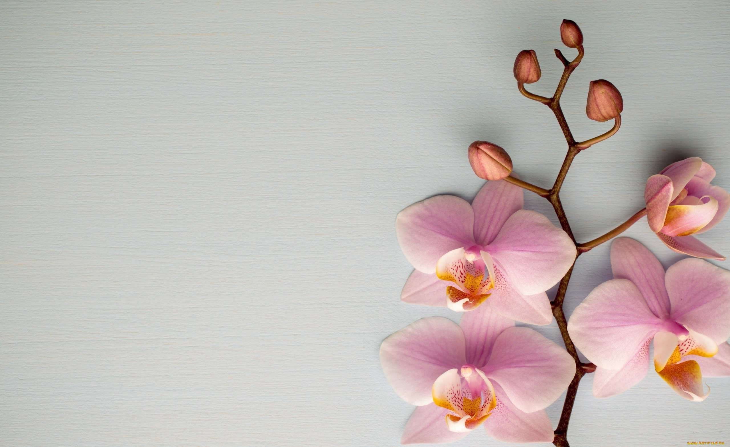 цветы, орхидеи, розовые, ветка