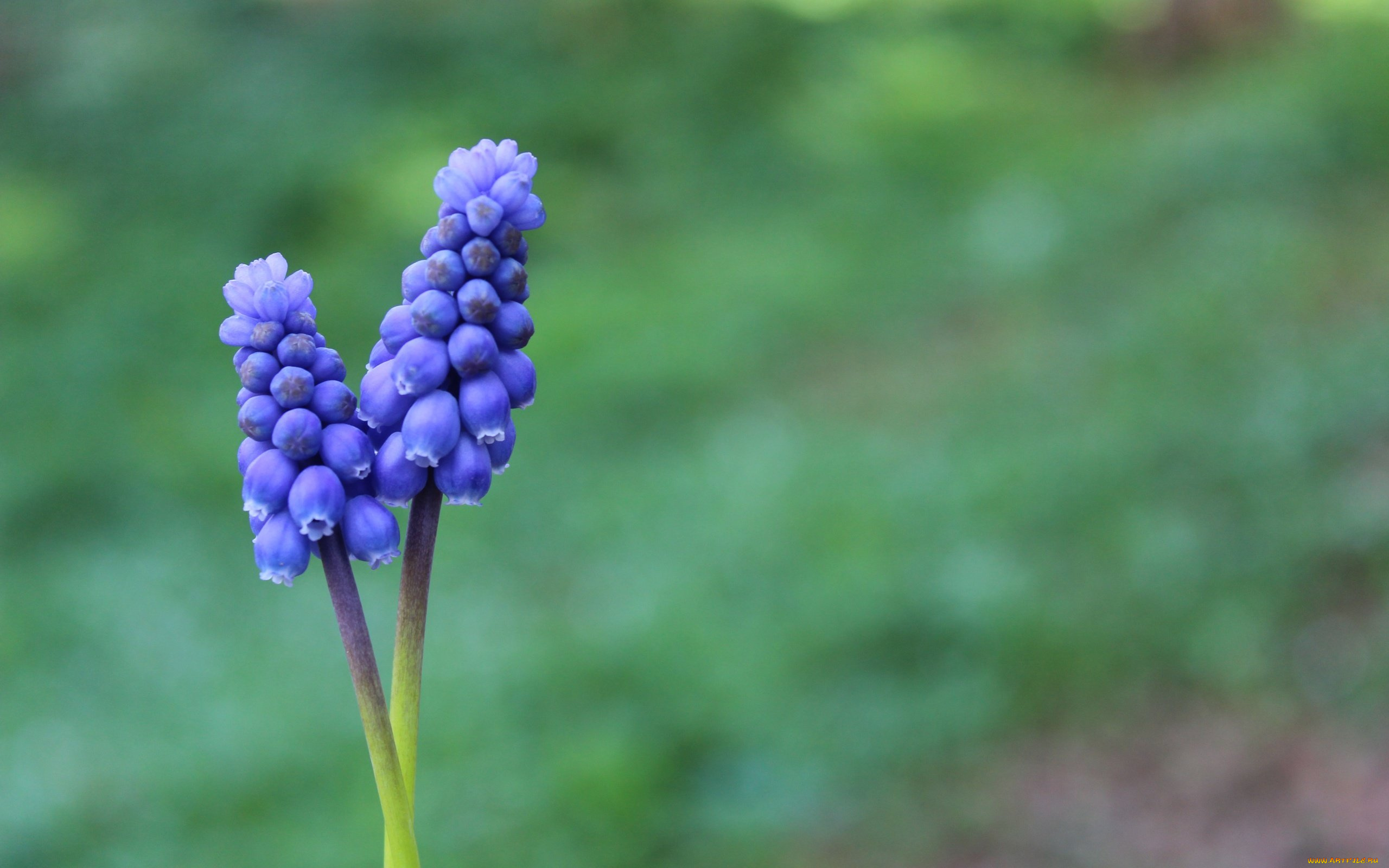 цветы, мышиный, гиацинт, мускари, боке, весна, цветок, макро, зелень