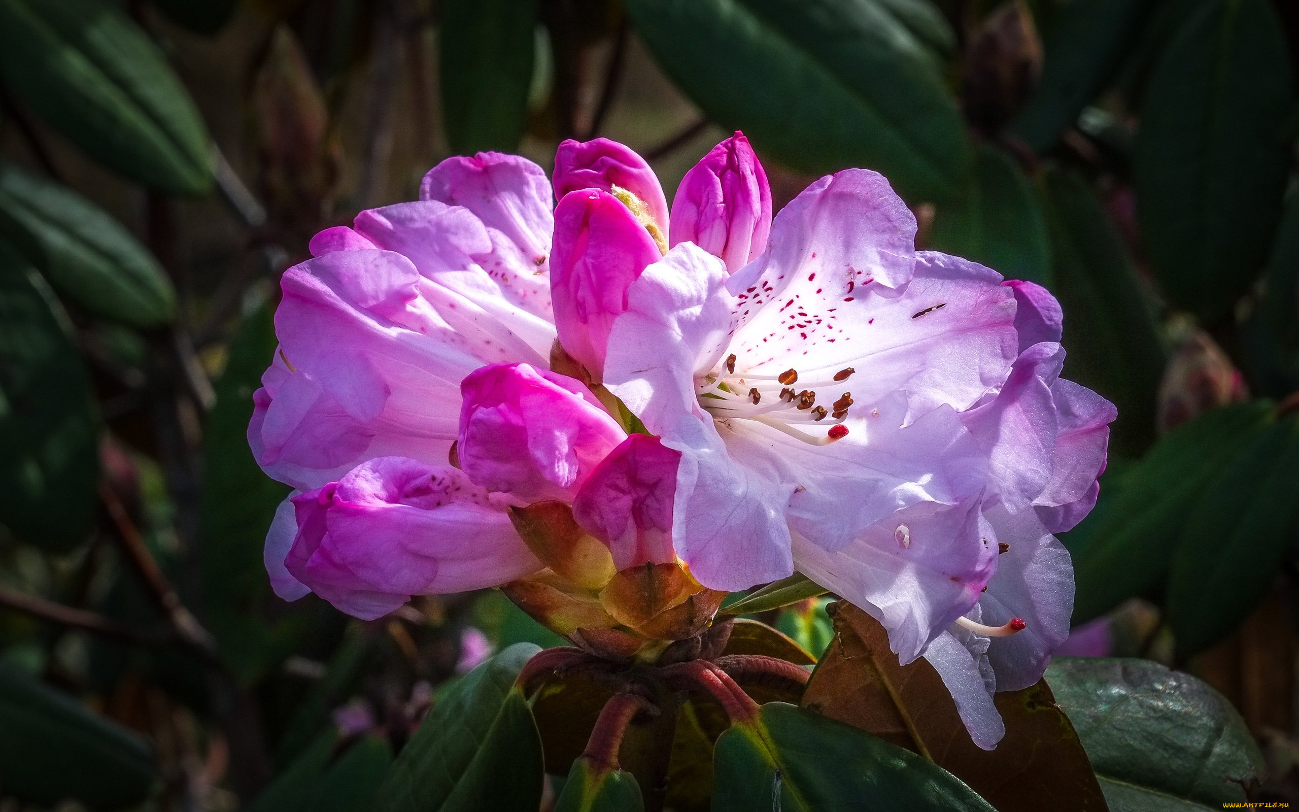 цветы, рододендроны, , азалии, рододендрон, азалия, куст, листья